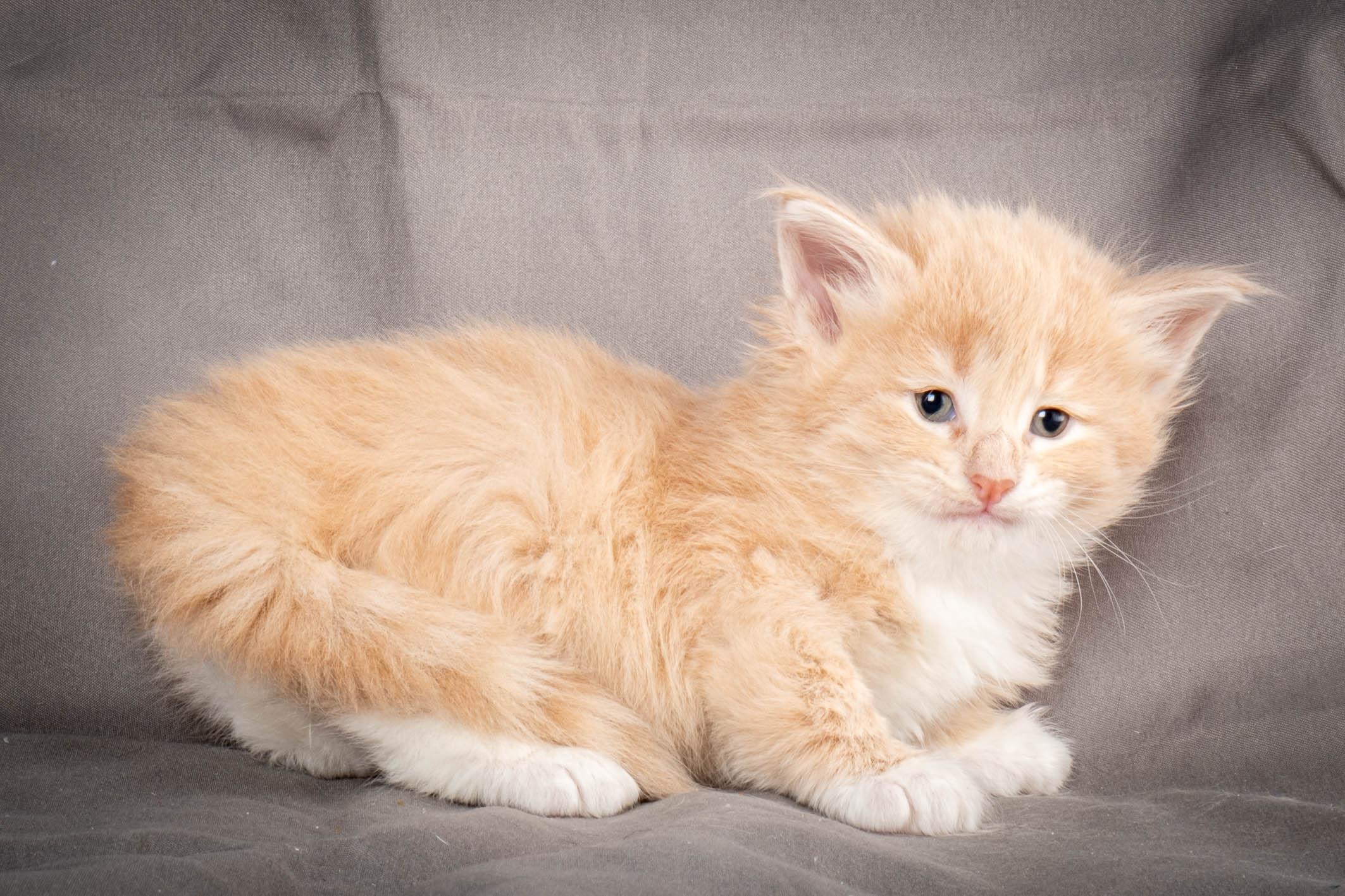 (N)Migoto's Simba jr, NFO e(s) 09 ??
