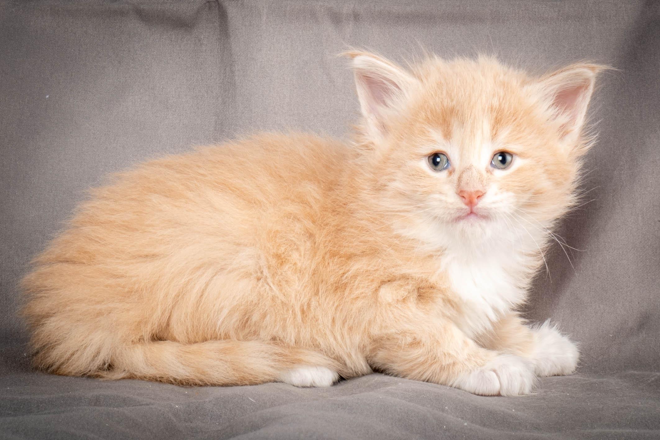 (N)Migoto's Simba jr, NFO e(s) 09 ??