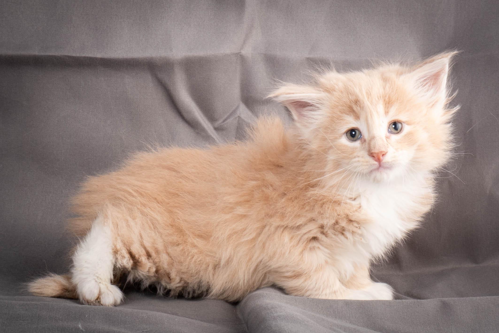 (N)Migoto's Simba jr, NFO e(s) 09 ??