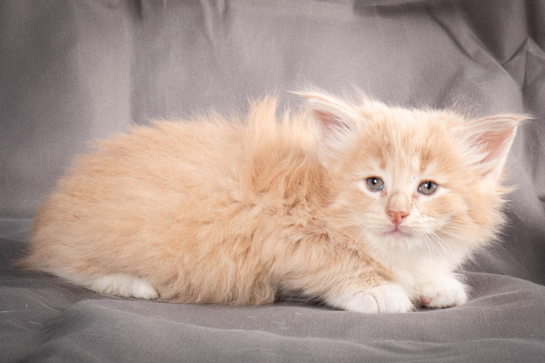 (N)Migoto's Simba jr, NFO e(s) 09 ??