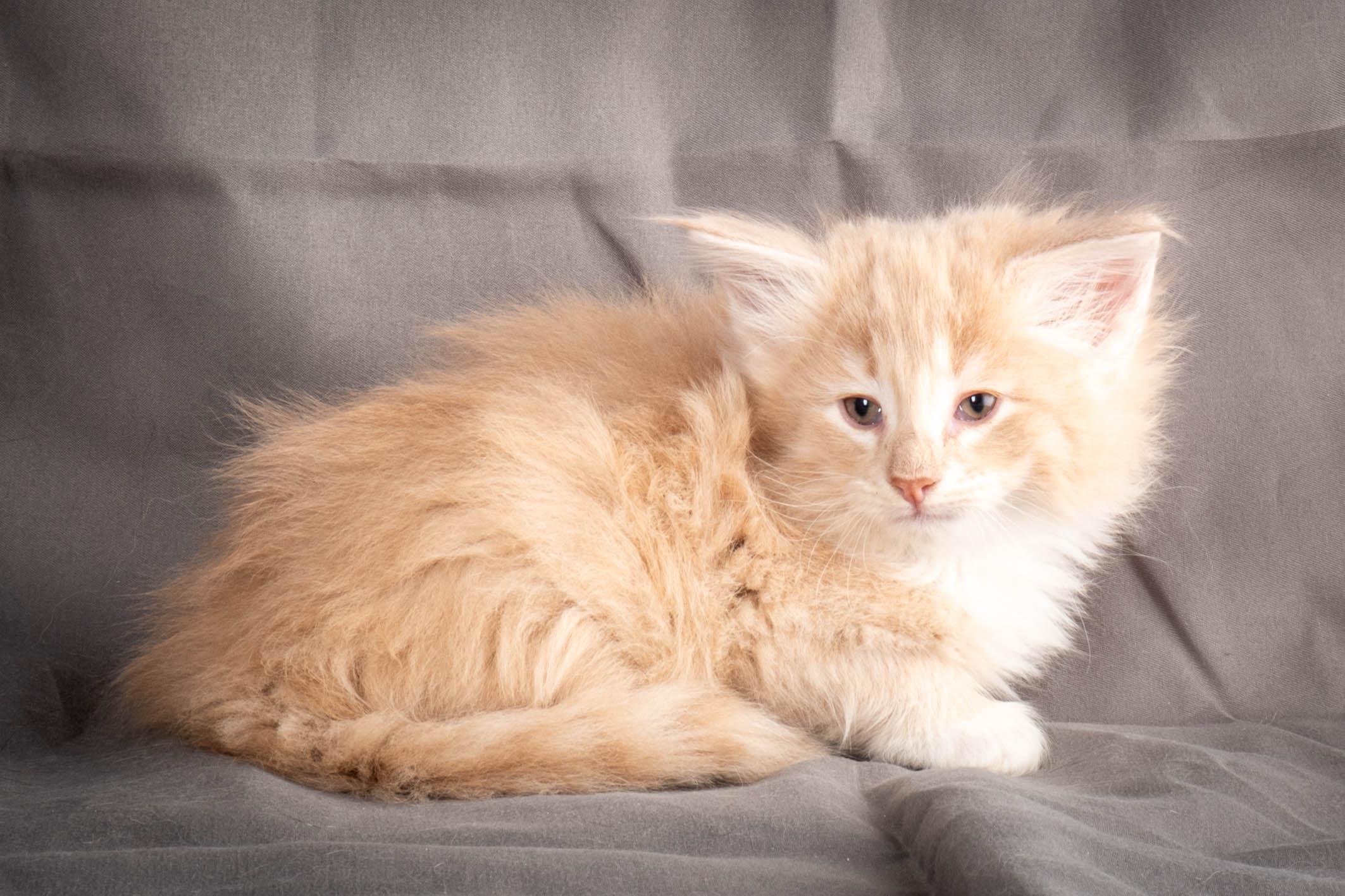 (N)Migoto's Simba jr, NFO e(s) 09 ??
