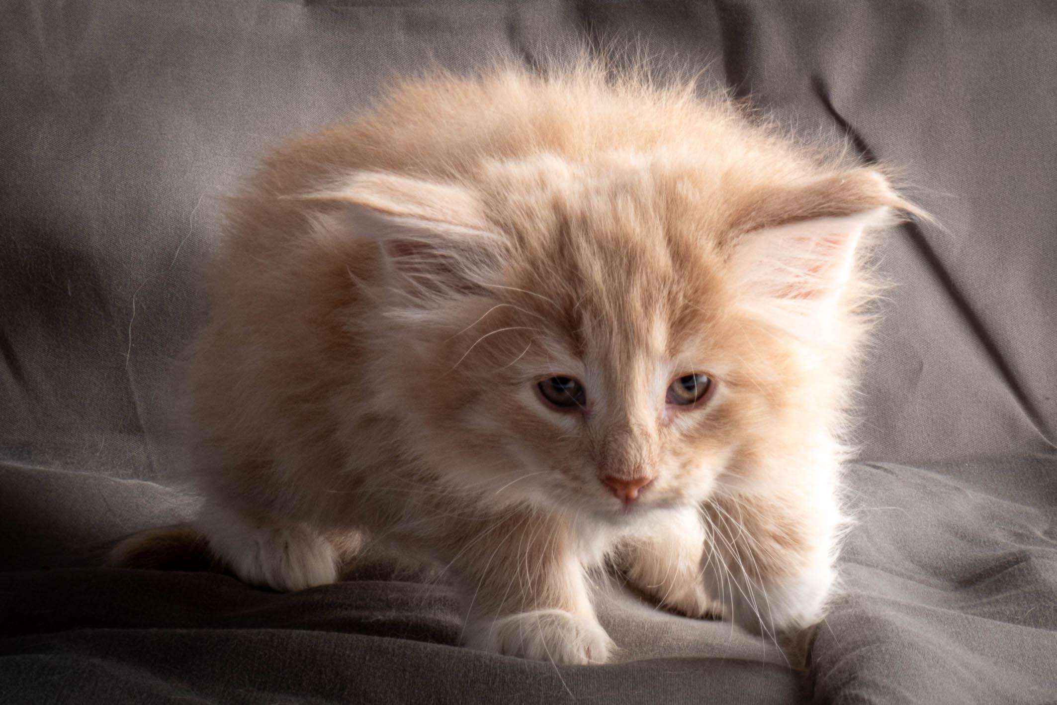 (N)Migoto's Simba jr, NFO e(s) 09 ??