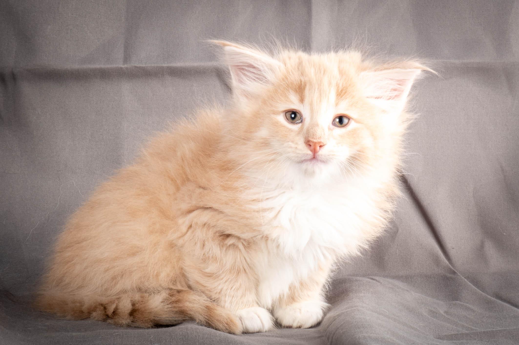 (N)Migoto's Simba jr, NFO e(s) 09 ??
