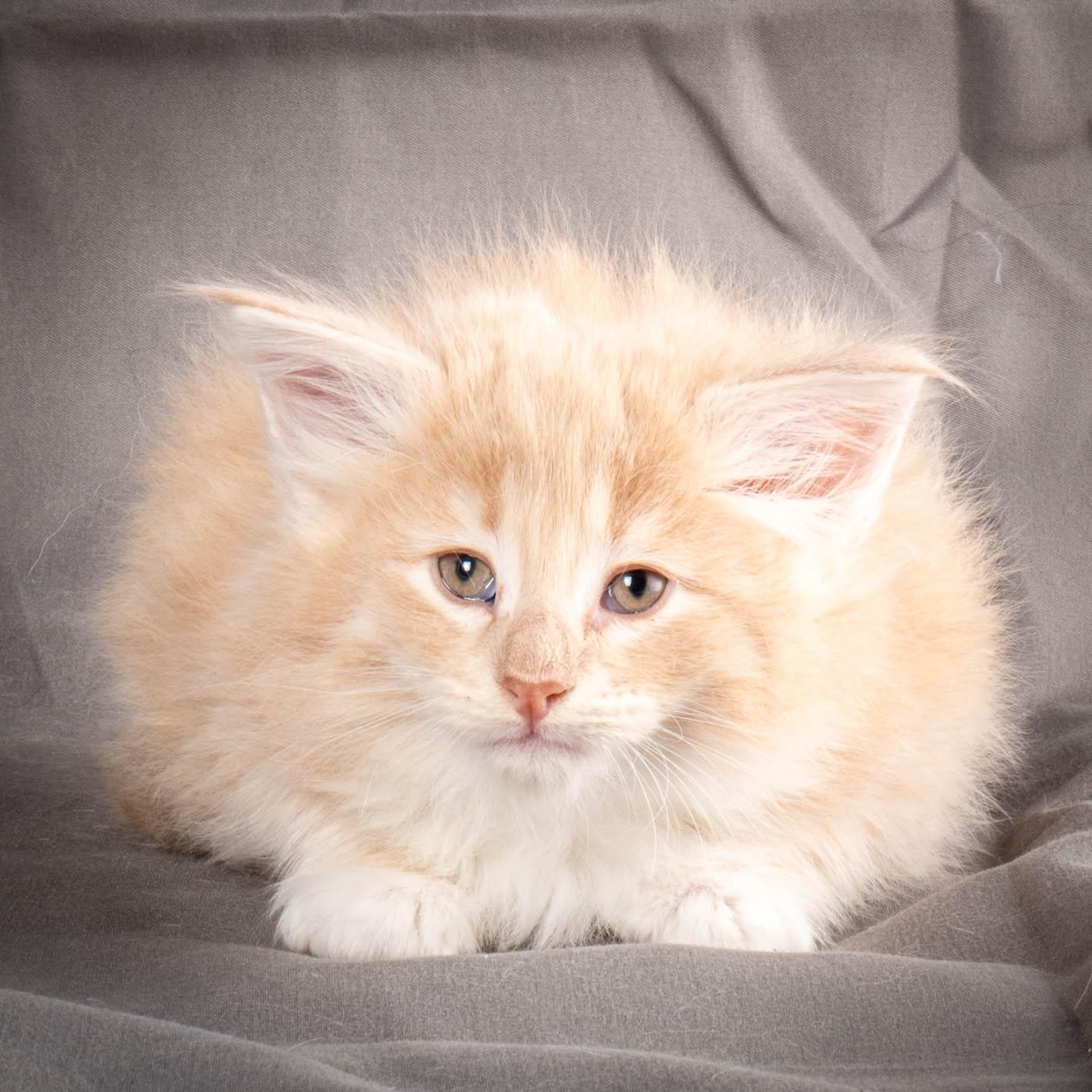 (N)Migoto's Simba jr, NFO e(s) 09 ??