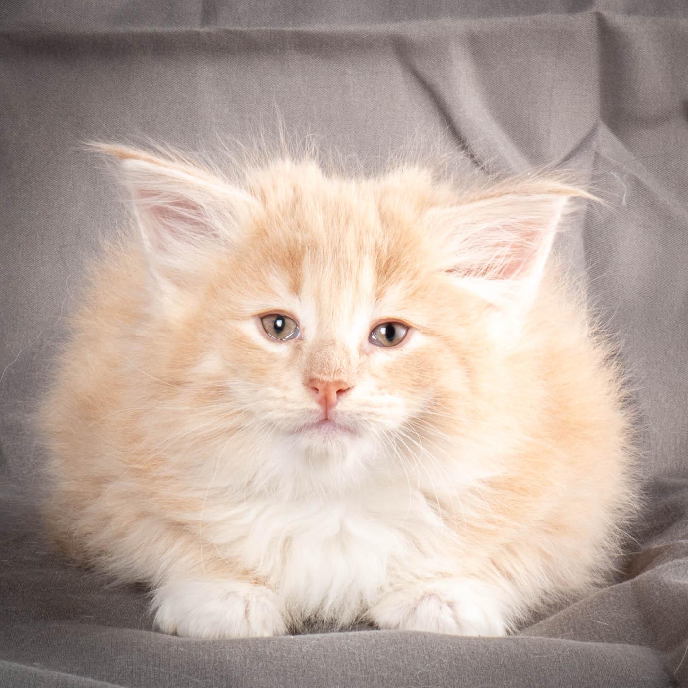 (N)Migoto's Simba jr, NFO e(s) 09 ??