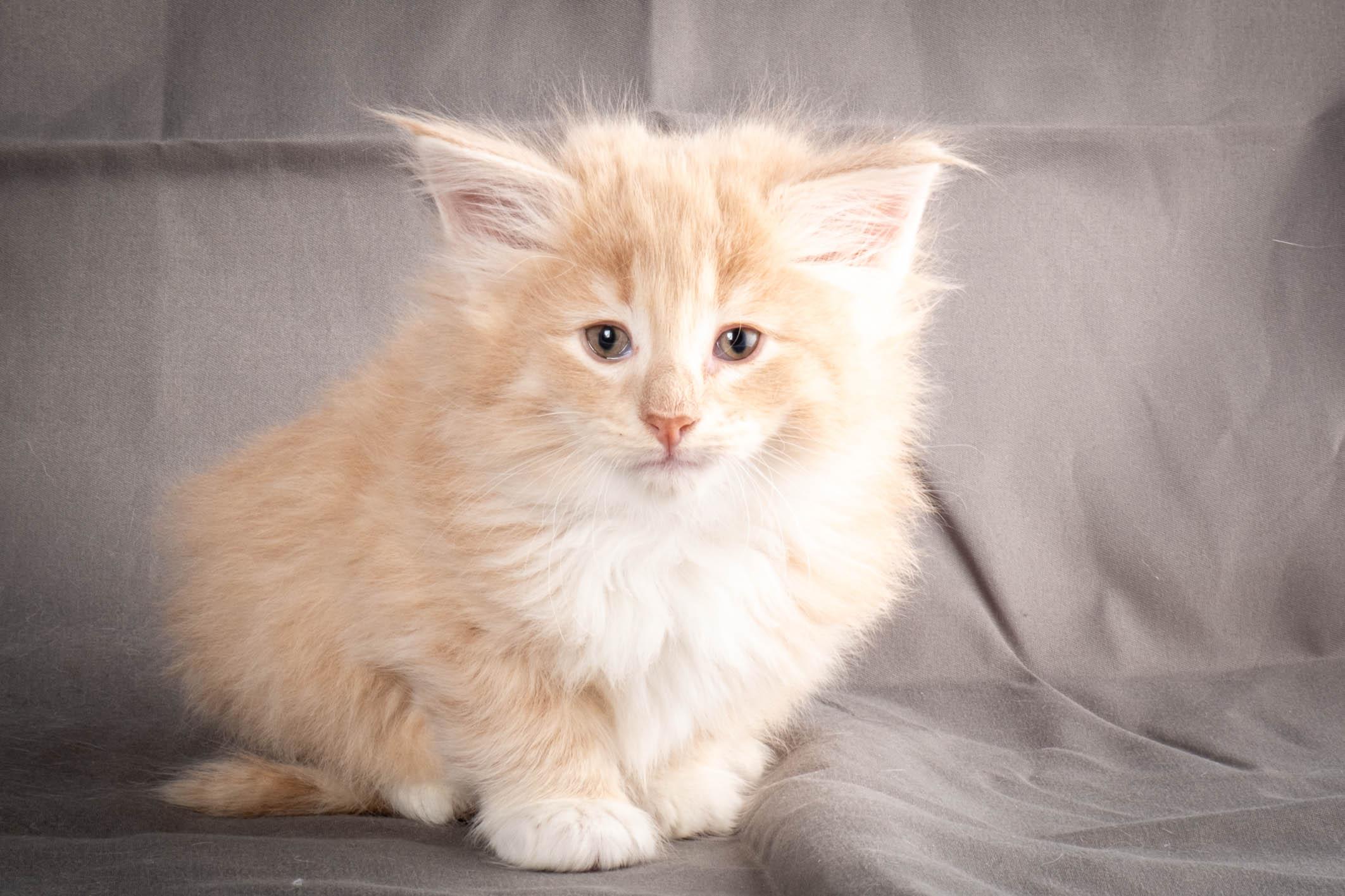 (N)Migoto's Simba jr, NFO e(s) 09 ??