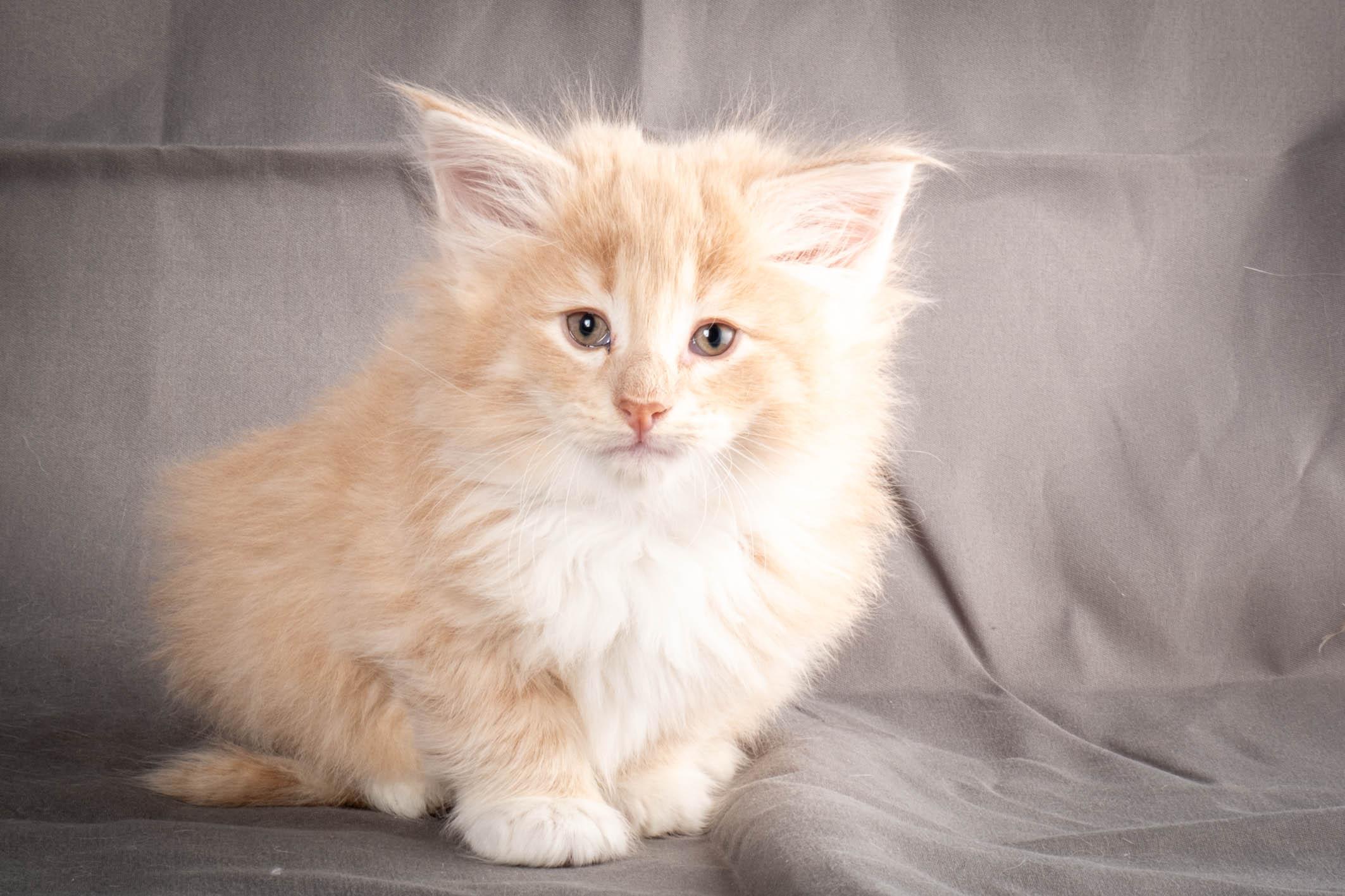 (N)Migoto's Simba jr, NFO e(s) 09 ??