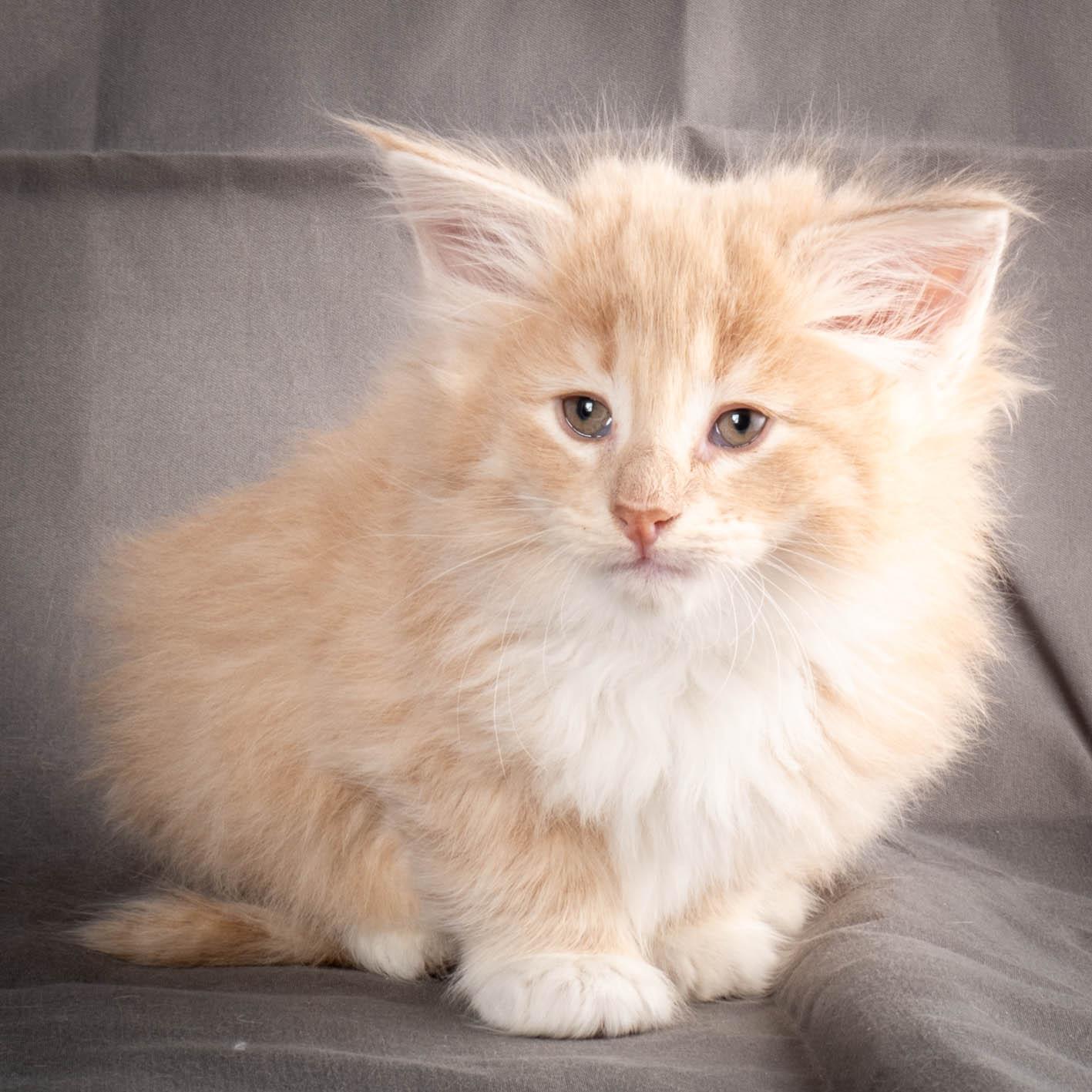 (N)Migoto's Simba jr, NFO e(s) 09 ??