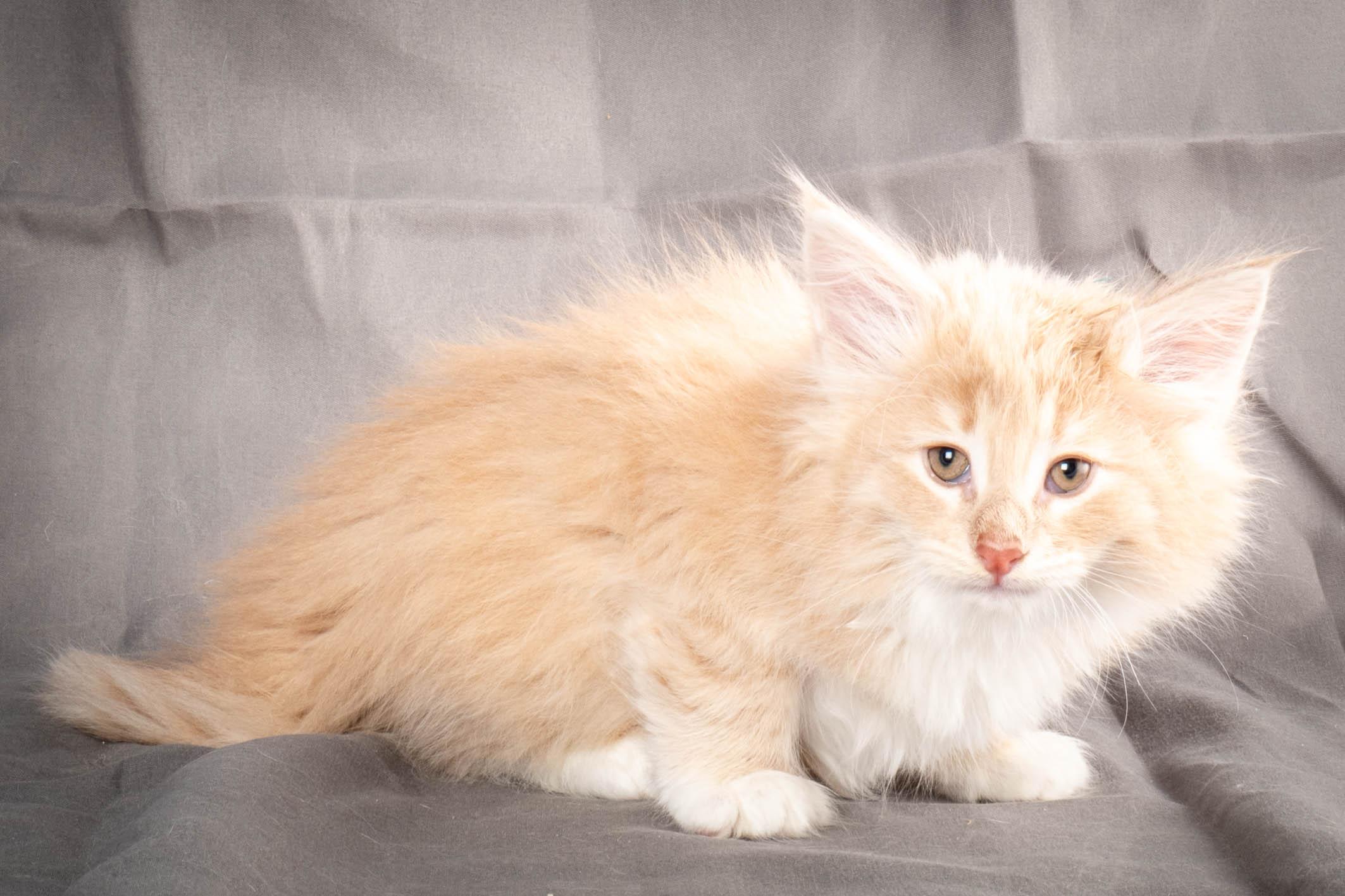 (N)Migoto's Simba jr, NFO e(s) 09 ??