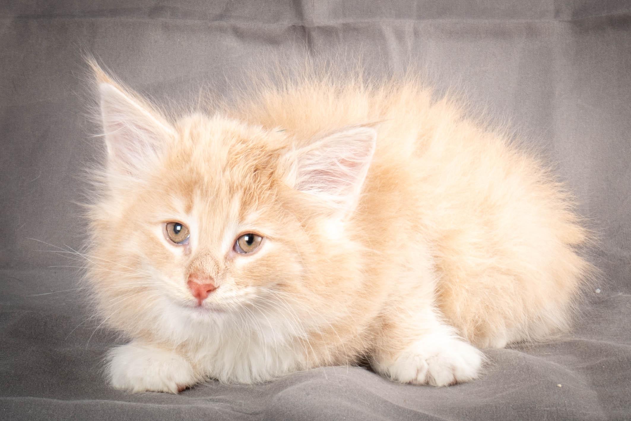 (N)Migoto's Simba jr, NFO e(s) 09 ??