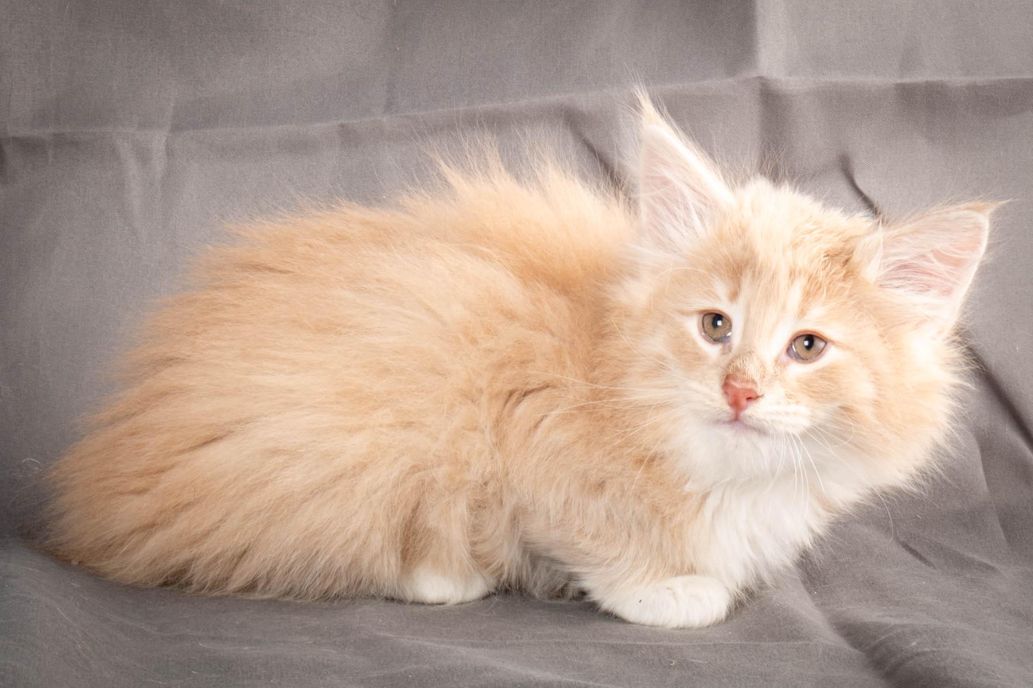 (N)Migoto's Simba jr, NFO e(s) 09 ??