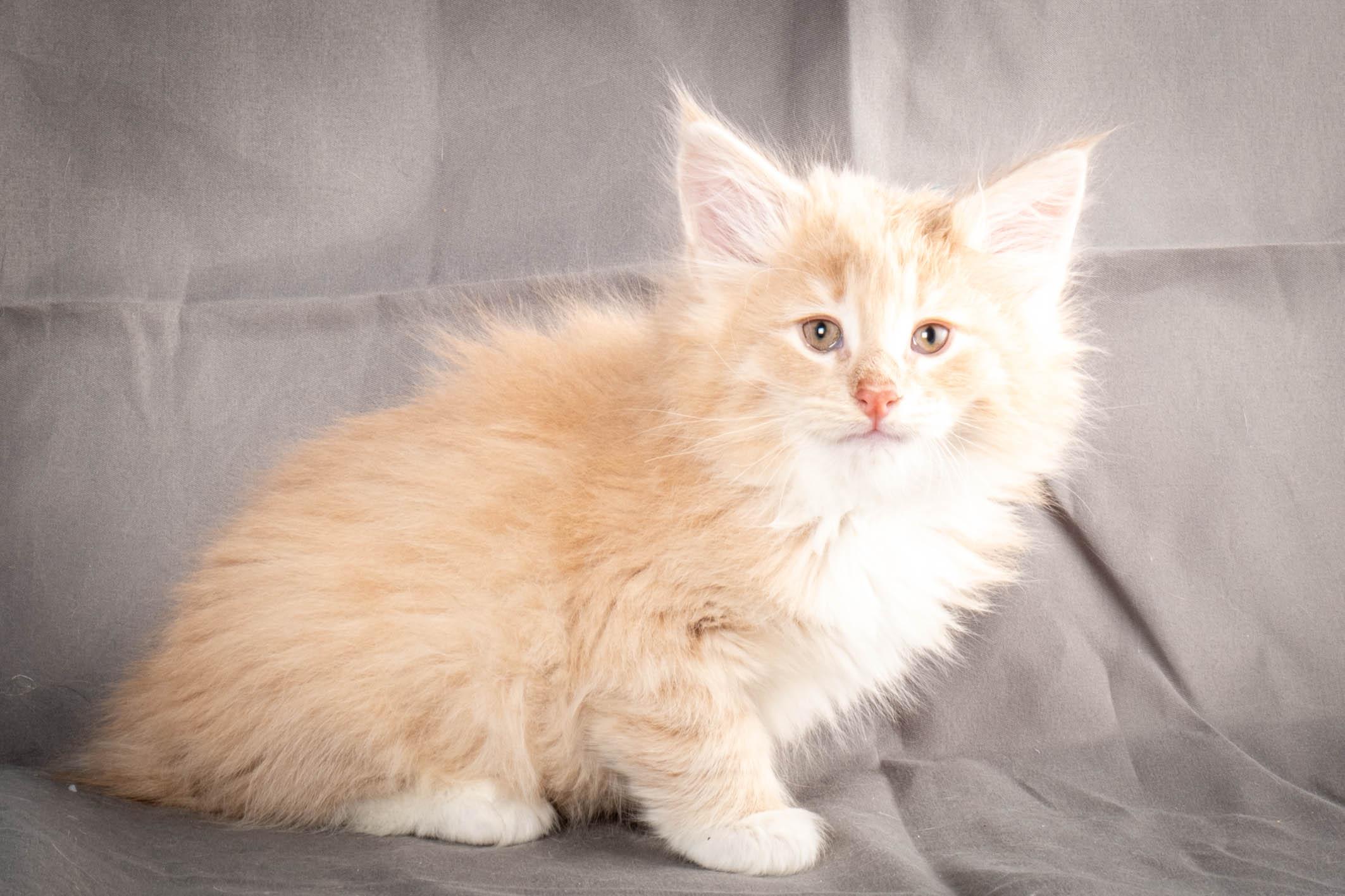 (N)Migoto's Simba jr, NFO e(s) 09 ??