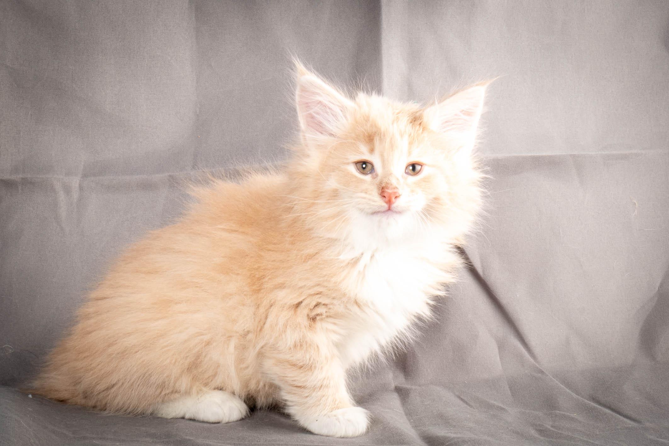 (N)Migoto's Simba jr, NFO e(s) 09 ??
