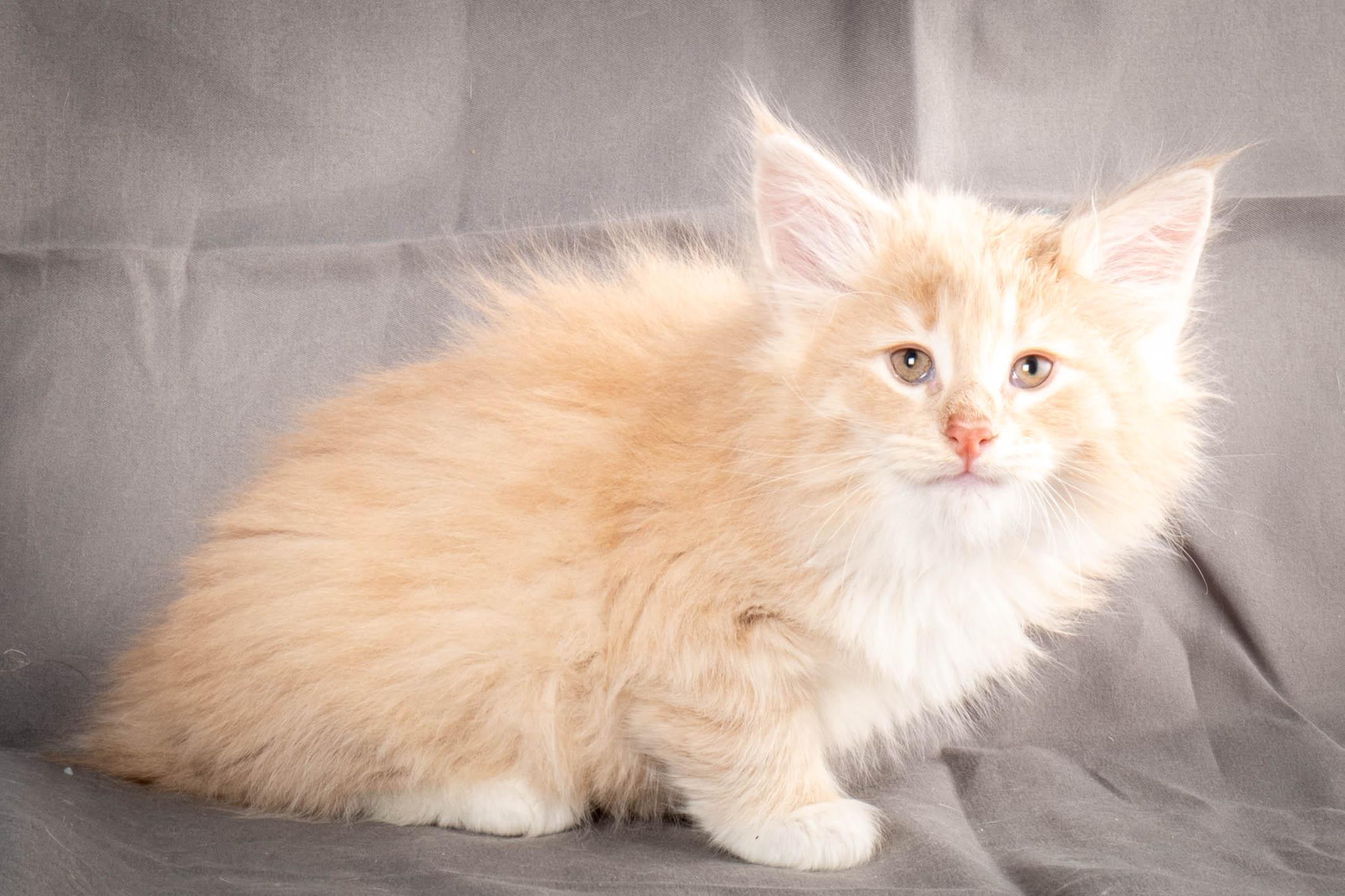 (N)Migoto's Simba jr, NFO e(s) 09 ??