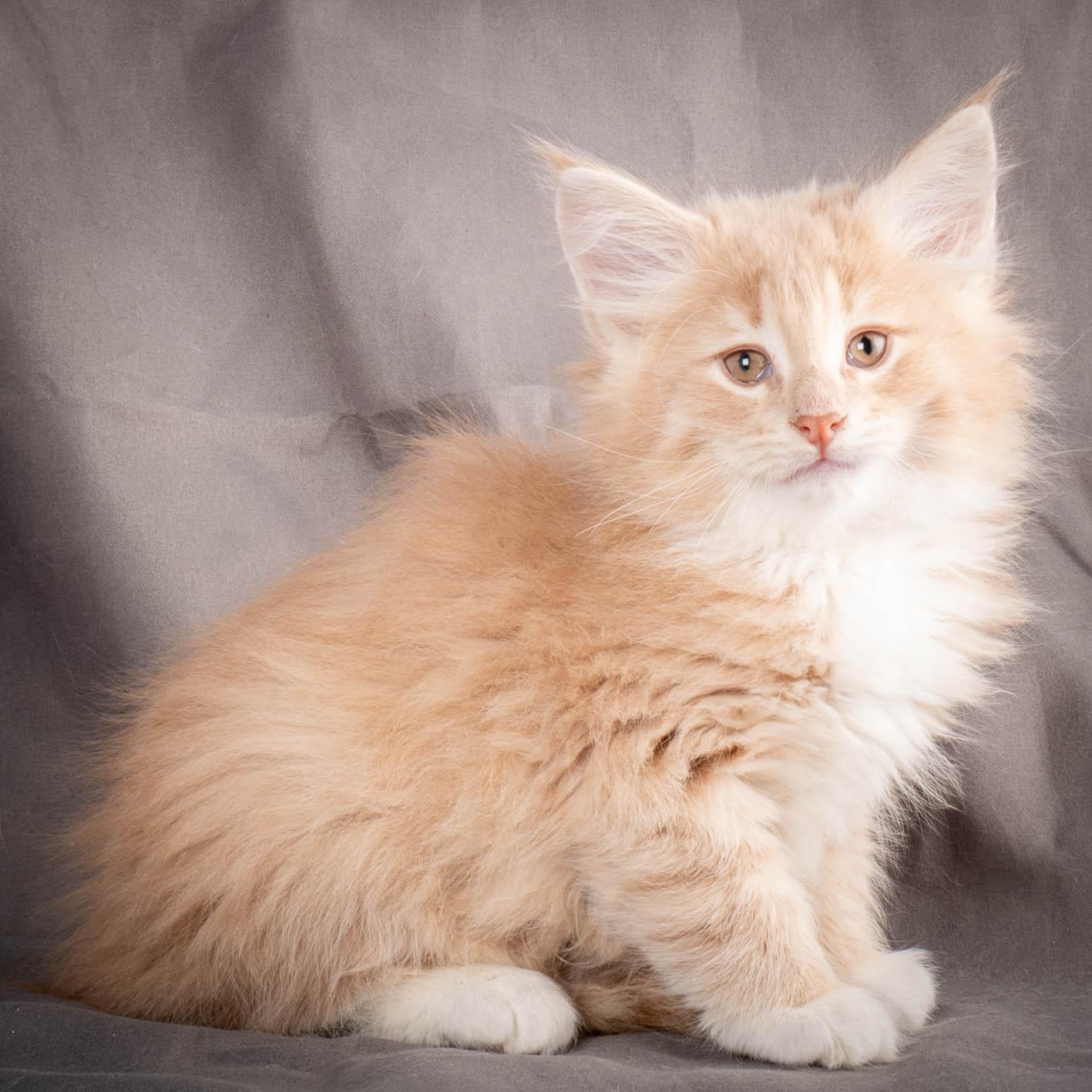 (N)Migoto's Simba jr, NFO e(s) 09 ??