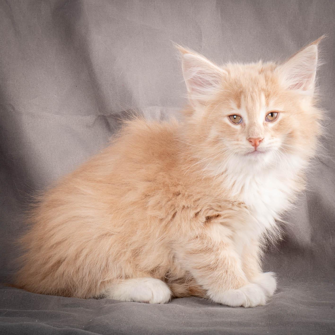 (N)Migoto's Simba jr, NFO e(s) 09 ??