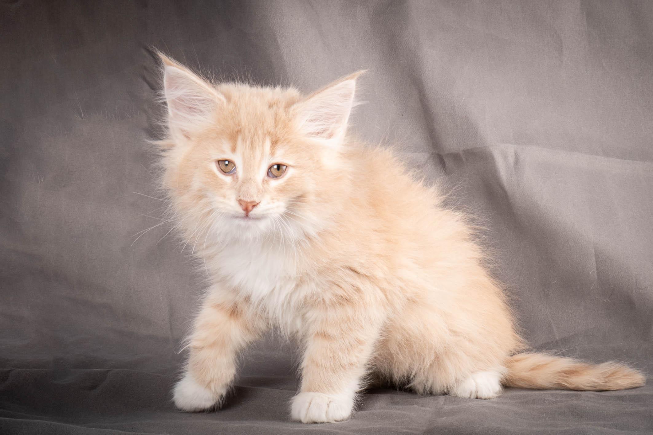 (N)Migoto's Simba jr, NFO e(s) 09 ??