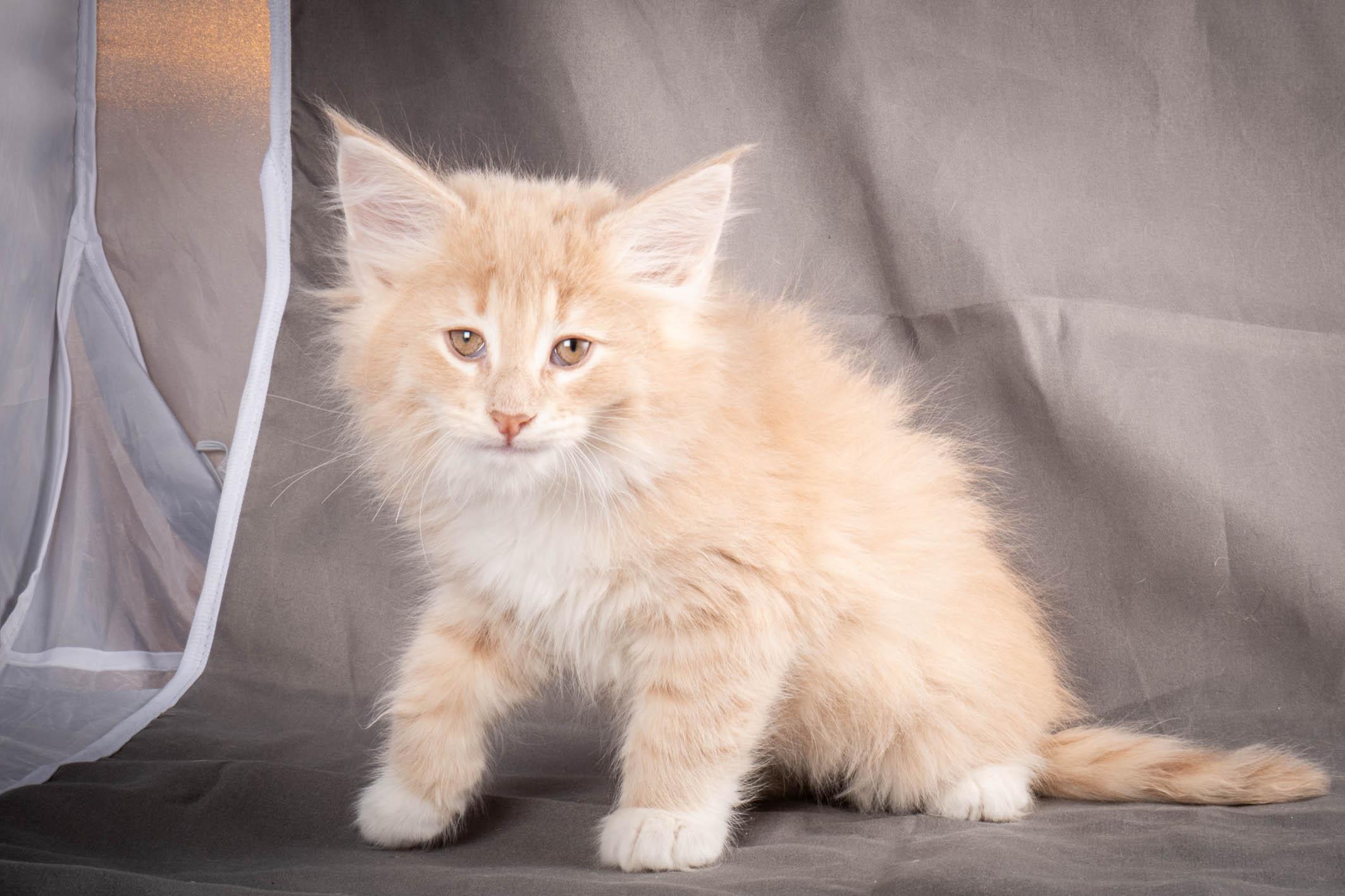 (N)Migoto's Simba jr, NFO e(s) 09 ??