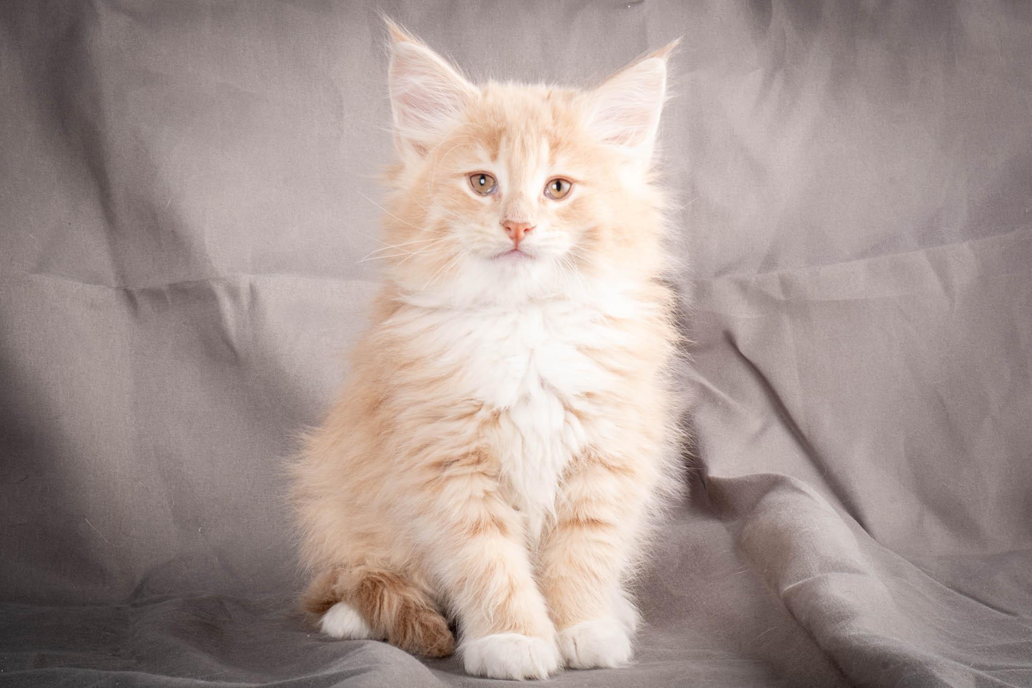 (N)Migoto's Simba jr, NFO e(s) 09 ??