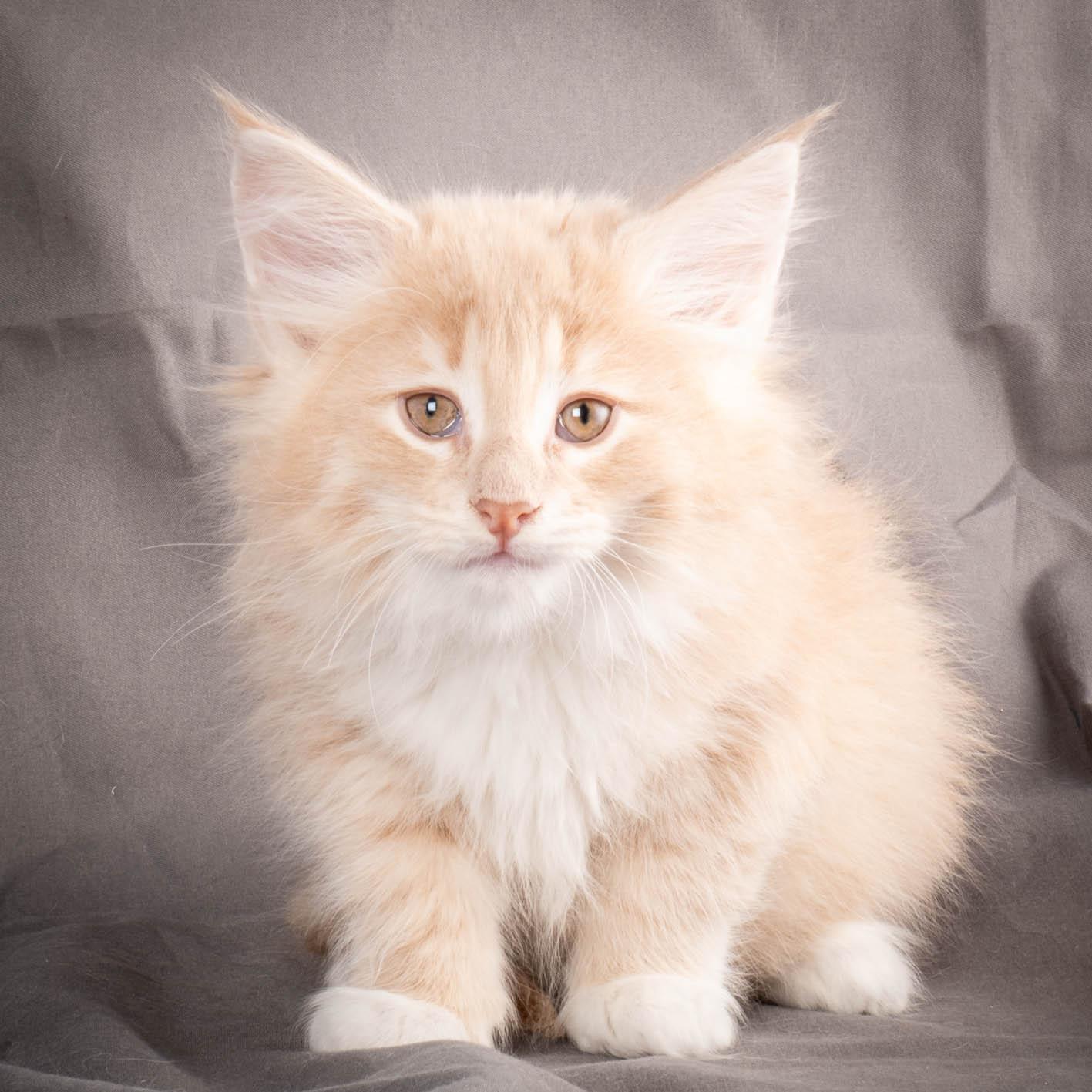 (N)Migoto's Simba jr, NFO e(s) 09 ??
