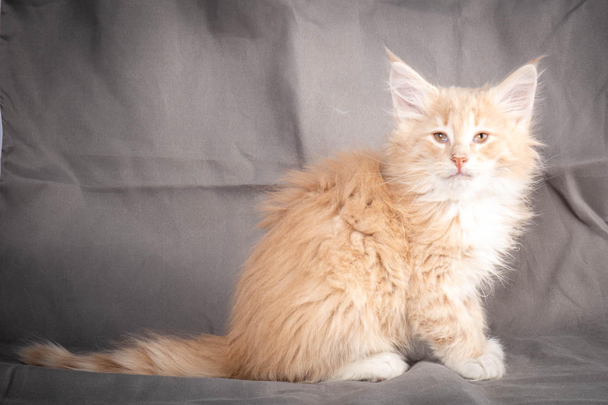 (N)Migoto's Simba jr, NFO e(s) 09 ??
