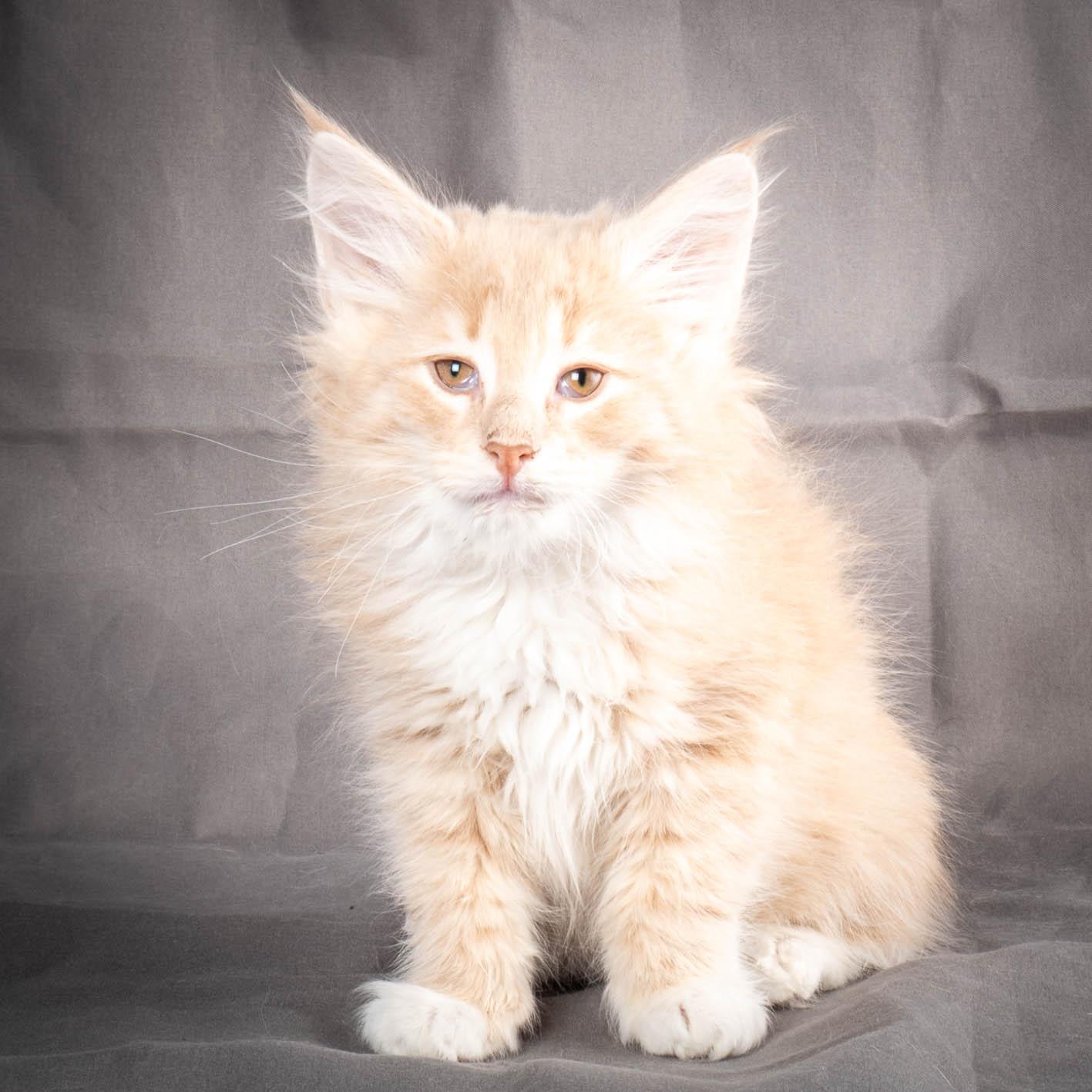 (N)Migoto's Simba jr, NFO e(s) 09 ??