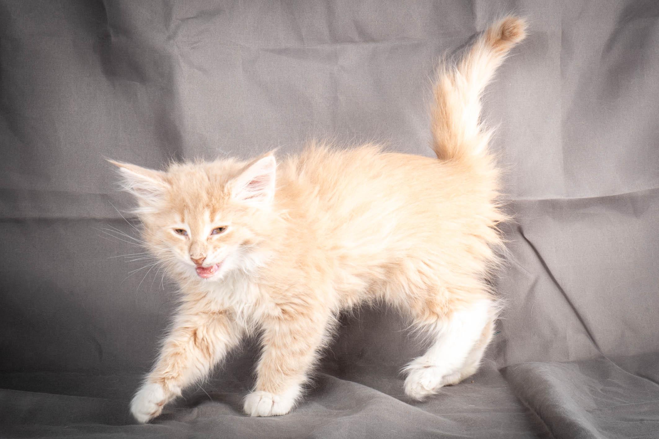 (N)Migoto's Simba jr, NFO e(s) 09 ??
