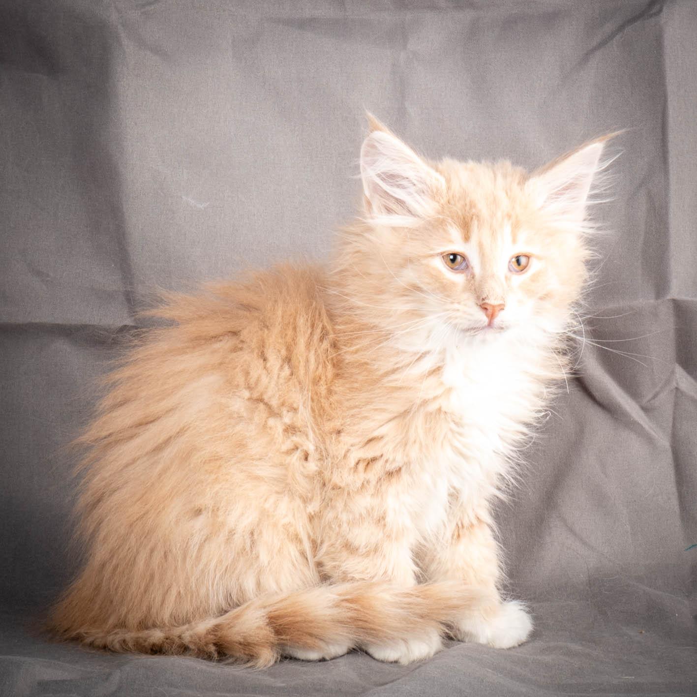 (N)Migoto's Simba jr, NFO e(s) 09 ??