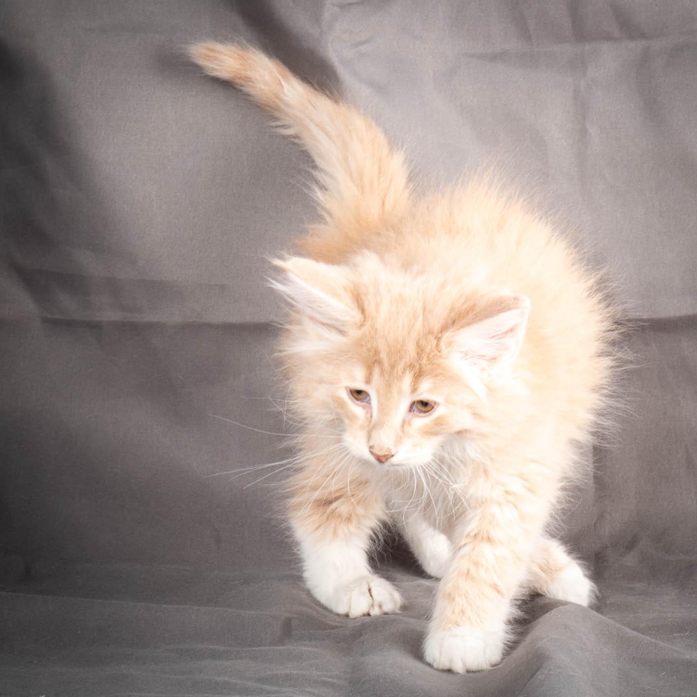 (N)Migoto's Simba jr, NFO e(s) 09 ??