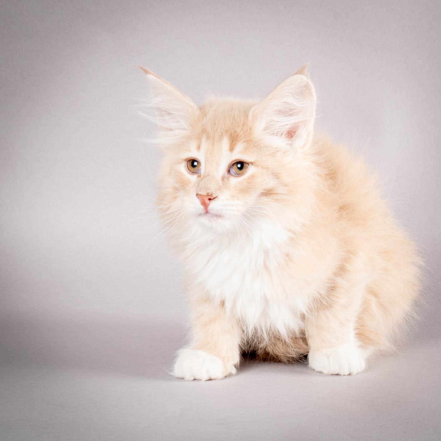 (N)Migoto's Simba jr, NFO e(s) 09 ??