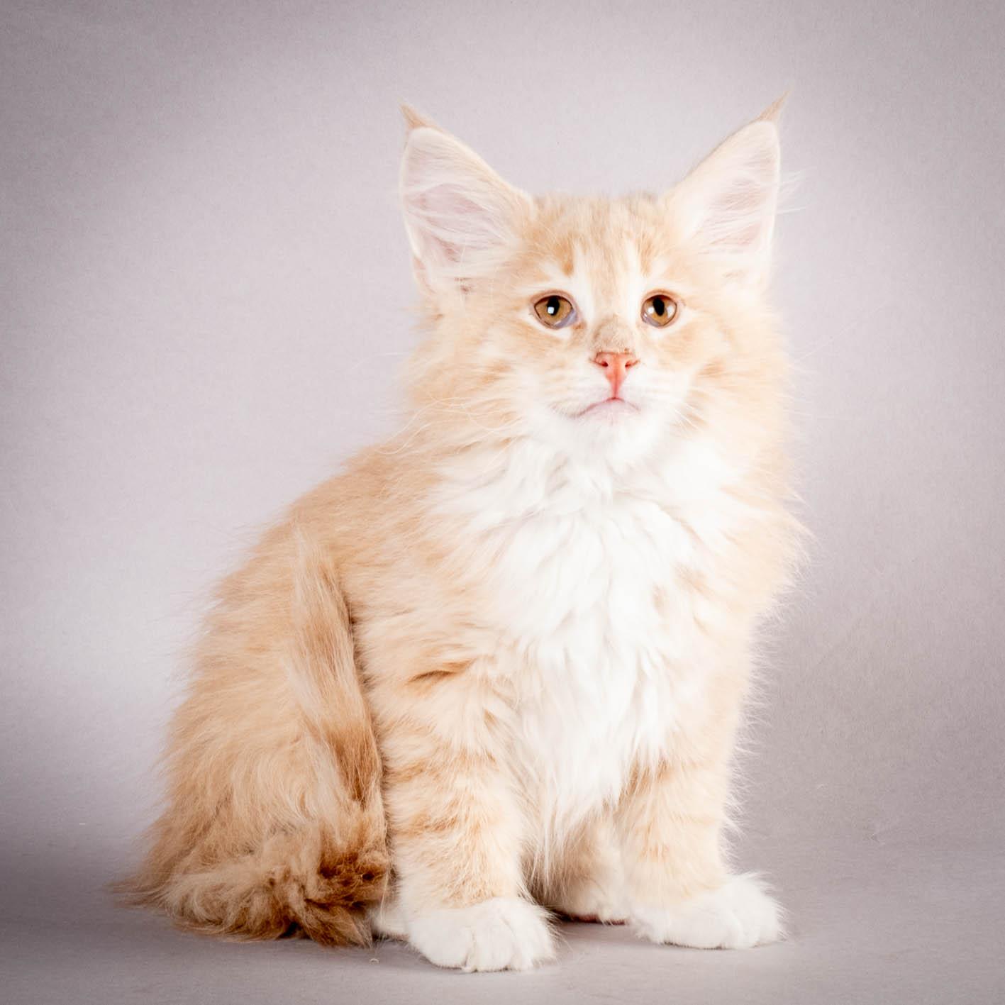 (N)Migoto's Simba jr, NFO e(s) 09 ??