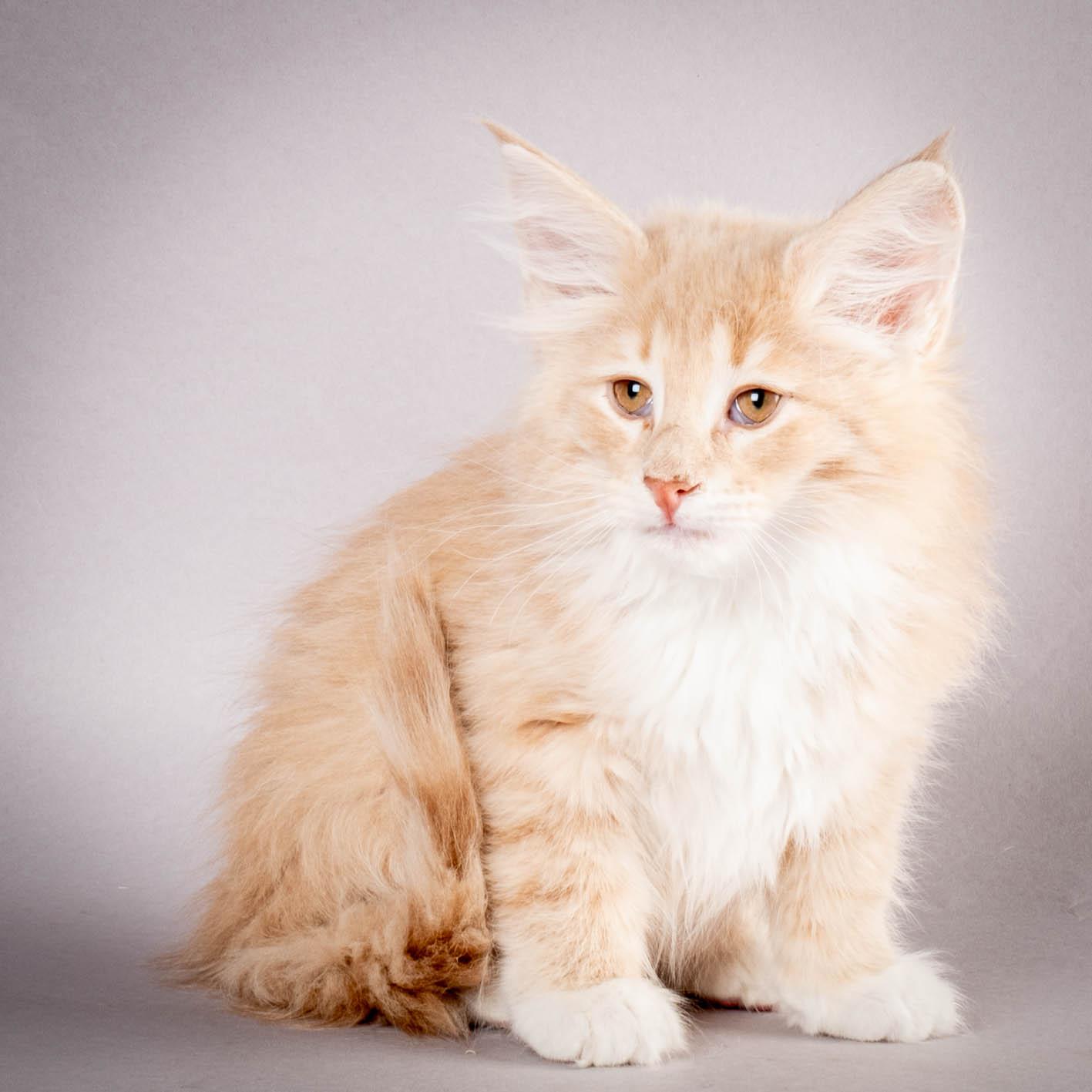 (N)Migoto's Simba jr, NFO e(s) 09 ??