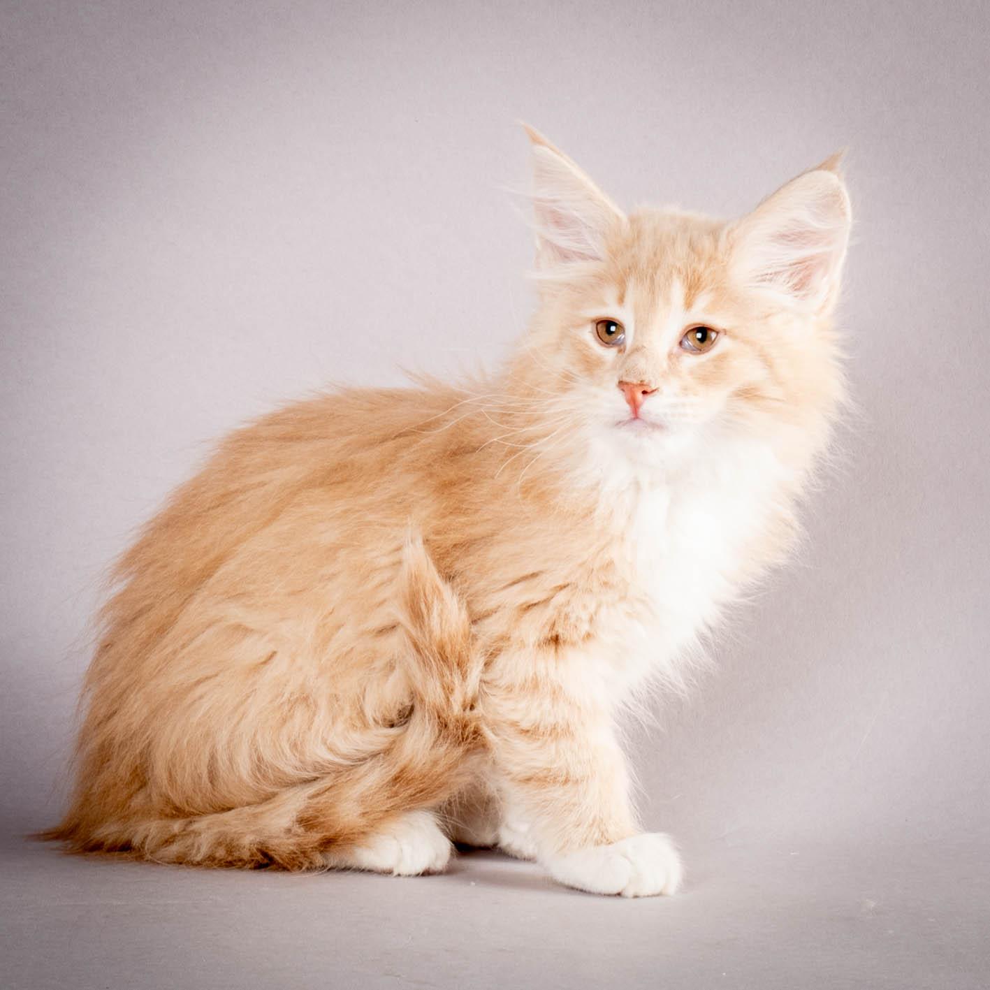 (N)Migoto's Simba jr, NFO e(s) 09 ??