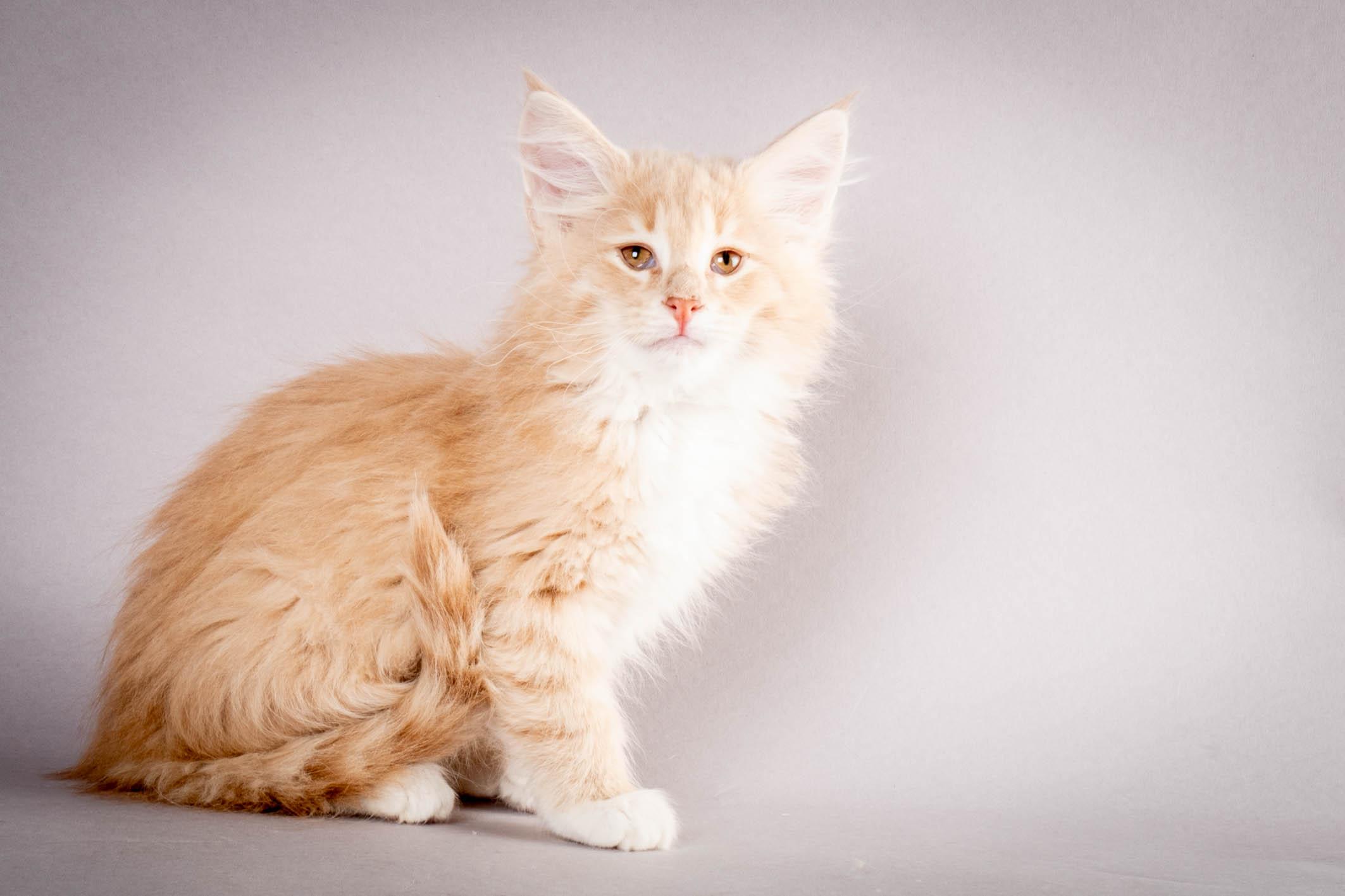 (N)Migoto's Simba jr, NFO e(s) 09 ??