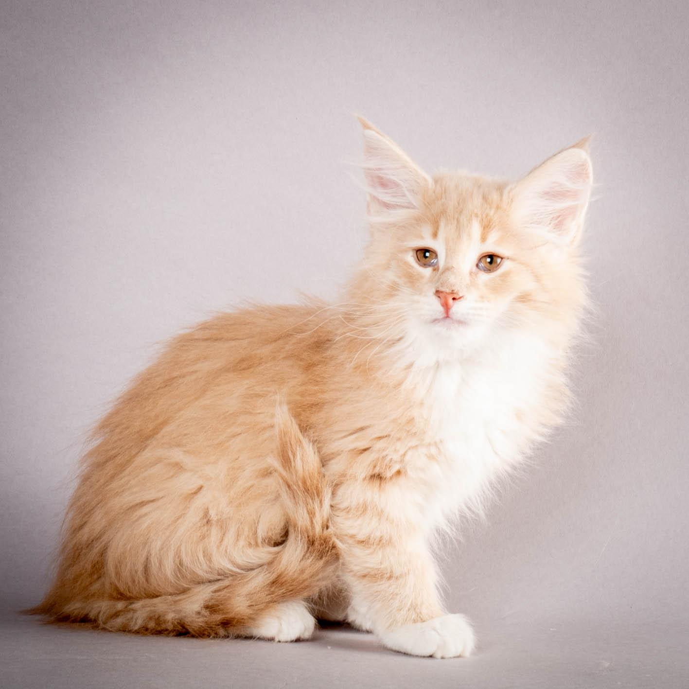 (N)Migoto's Simba jr, NFO e(s) 09 ??