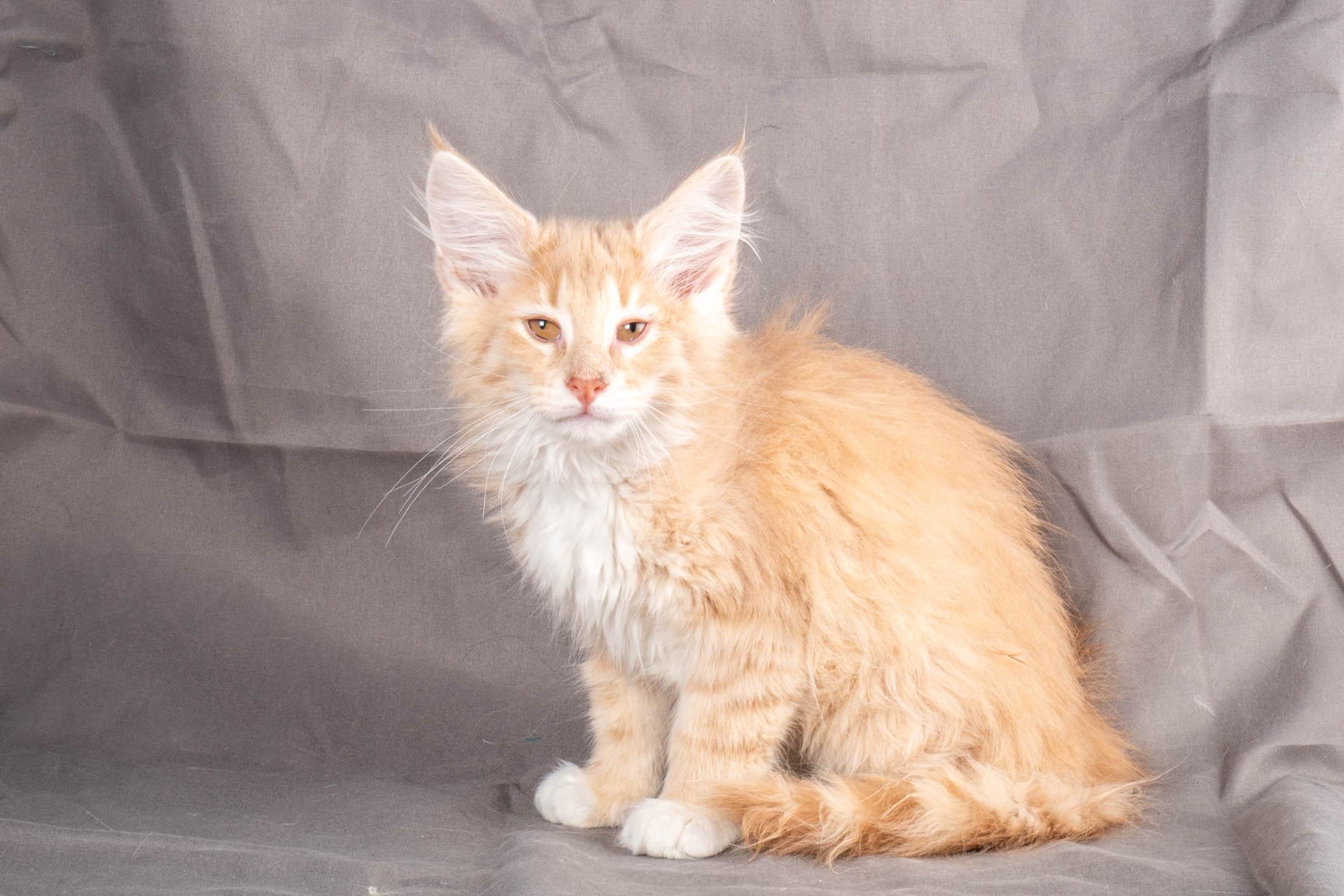 (N)Migoto's Simba jr, NFO e(s) 09 ??