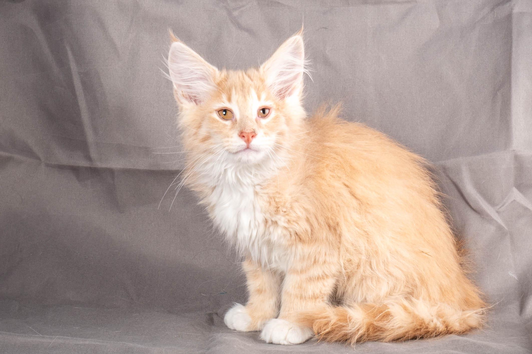 (N)Migoto's Simba jr, NFO e(s) 09 ??