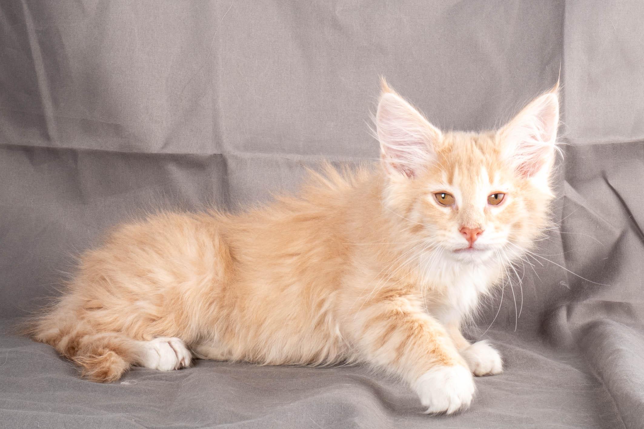 (N)Migoto's Simba jr, NFO e(s) 09 ??