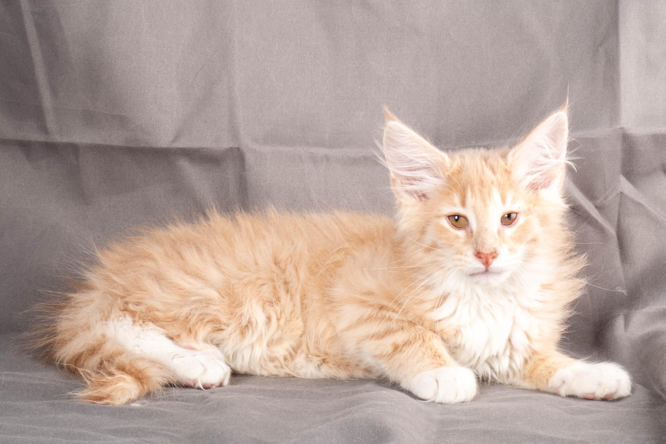 (N)Migoto's Simba jr, NFO e(s) 09 ??