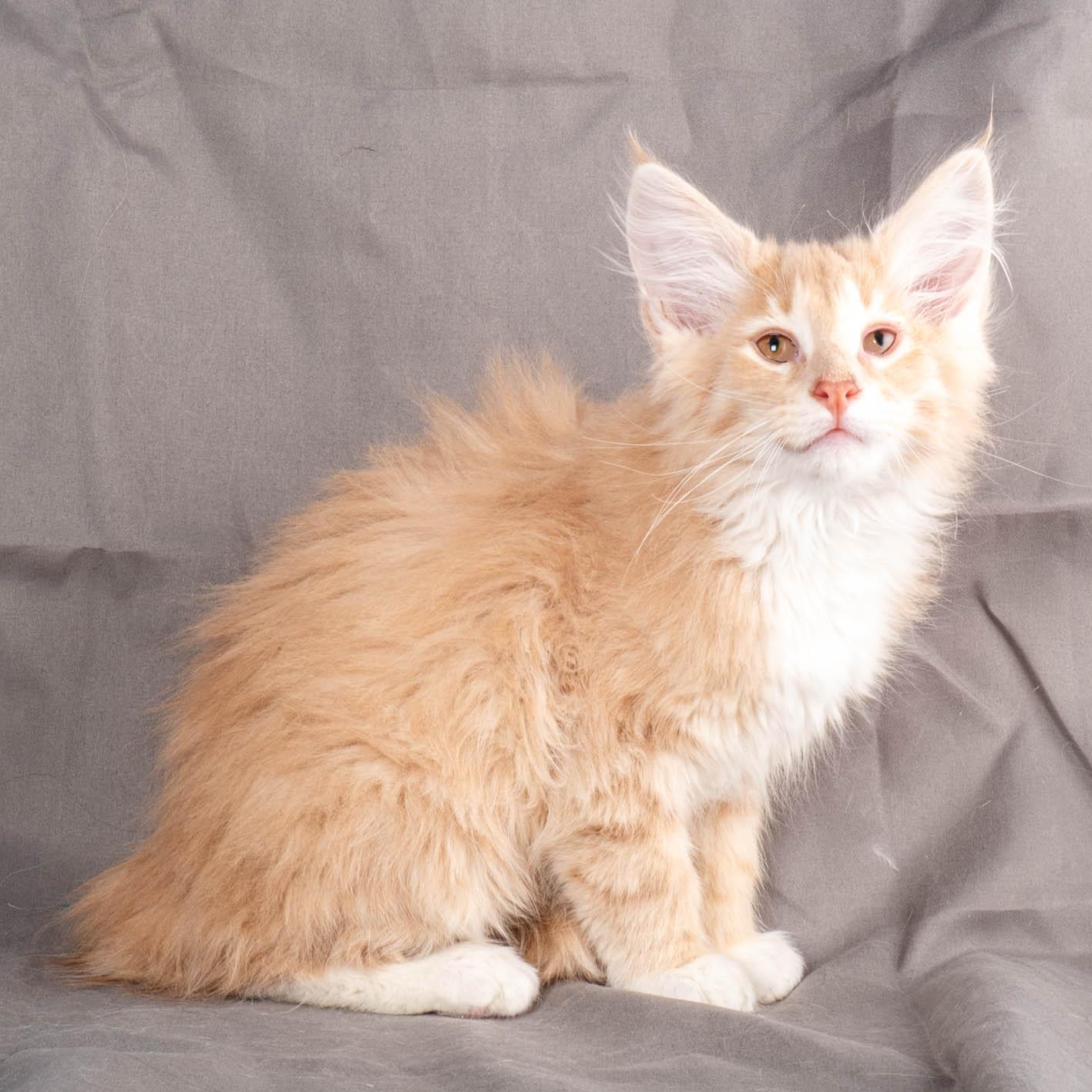 (N)Migoto's Simba jr, NFO e(s) 09 ??