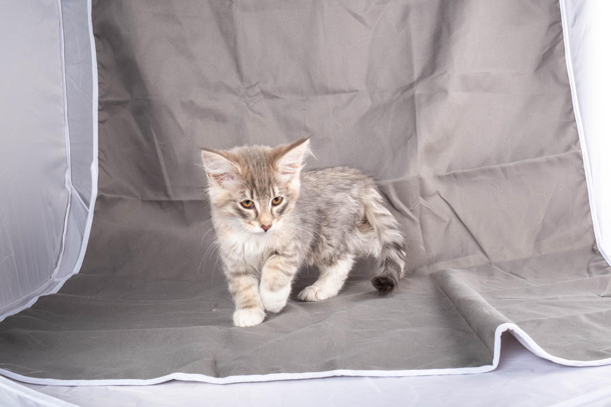 (N)Migoto's Simba jr, NFO e(s) 09 ??