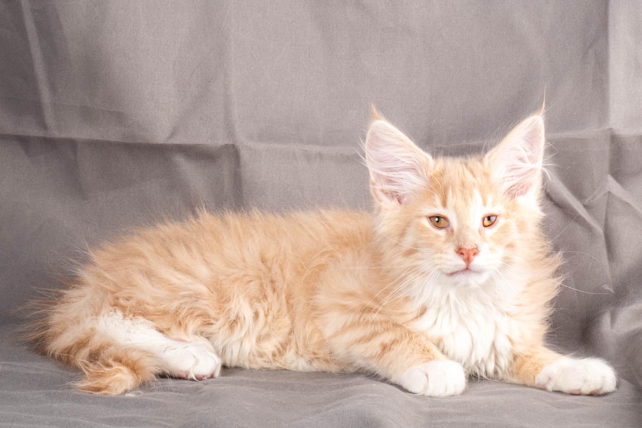 (N)Migoto's Simba jr, NFO e(s) 09 ??