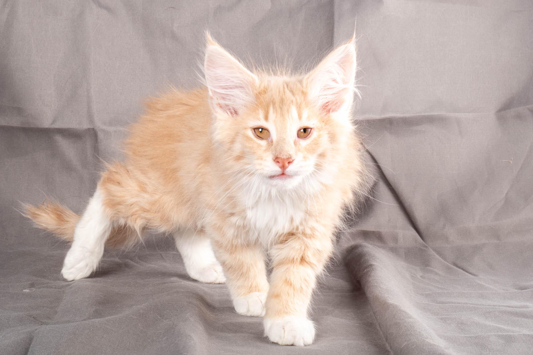 (N)Migoto's Simba jr, NFO e(s) 09 ??