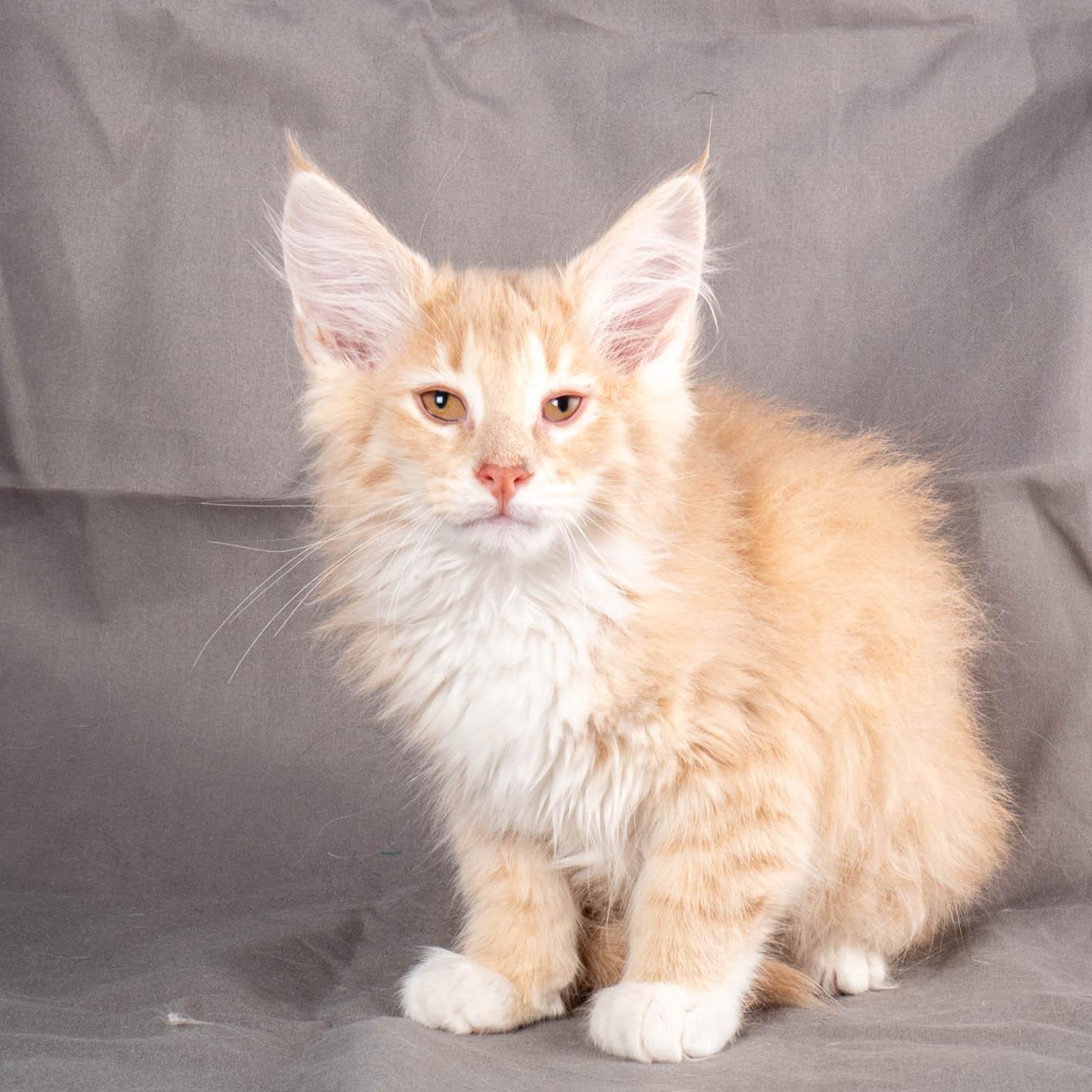 (N)Migoto's Simba jr, NFO e(s) 09 ??