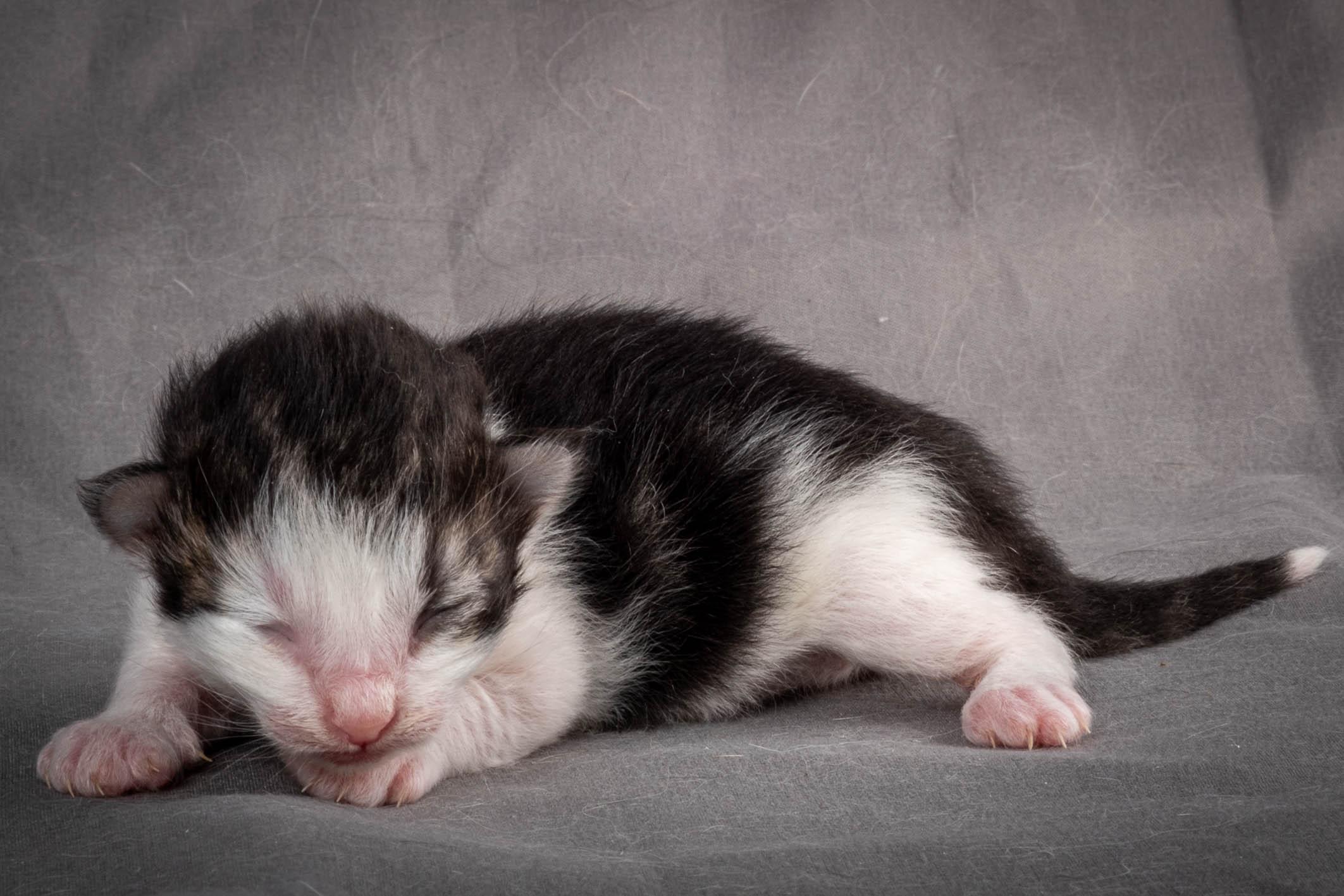V4 Litter born April 10th image