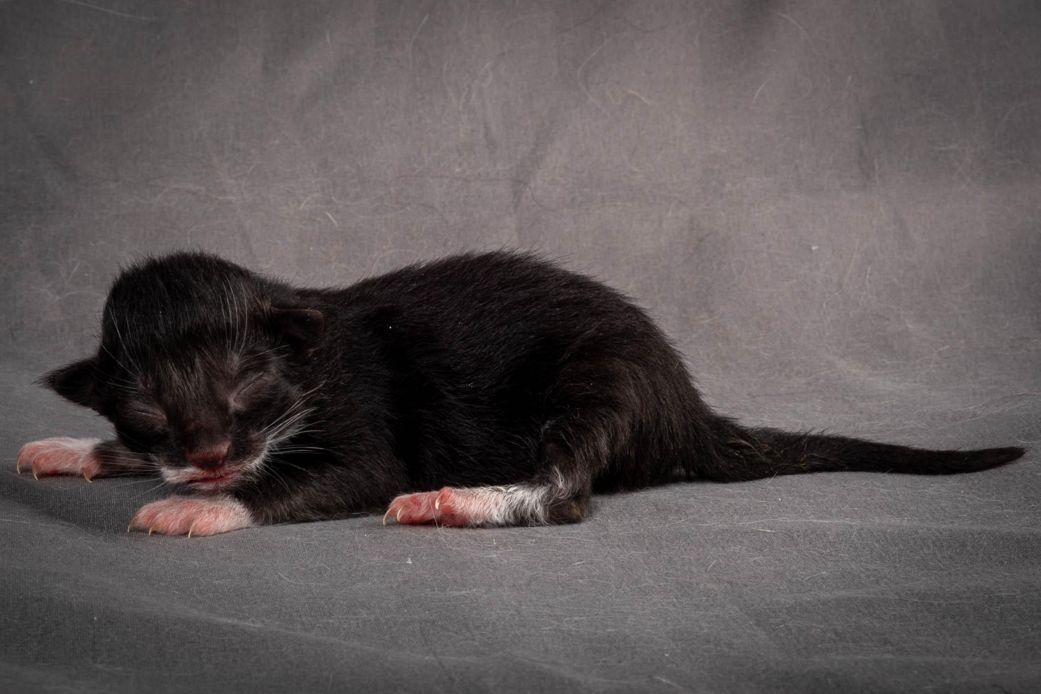 W4 Litter born April 16th image