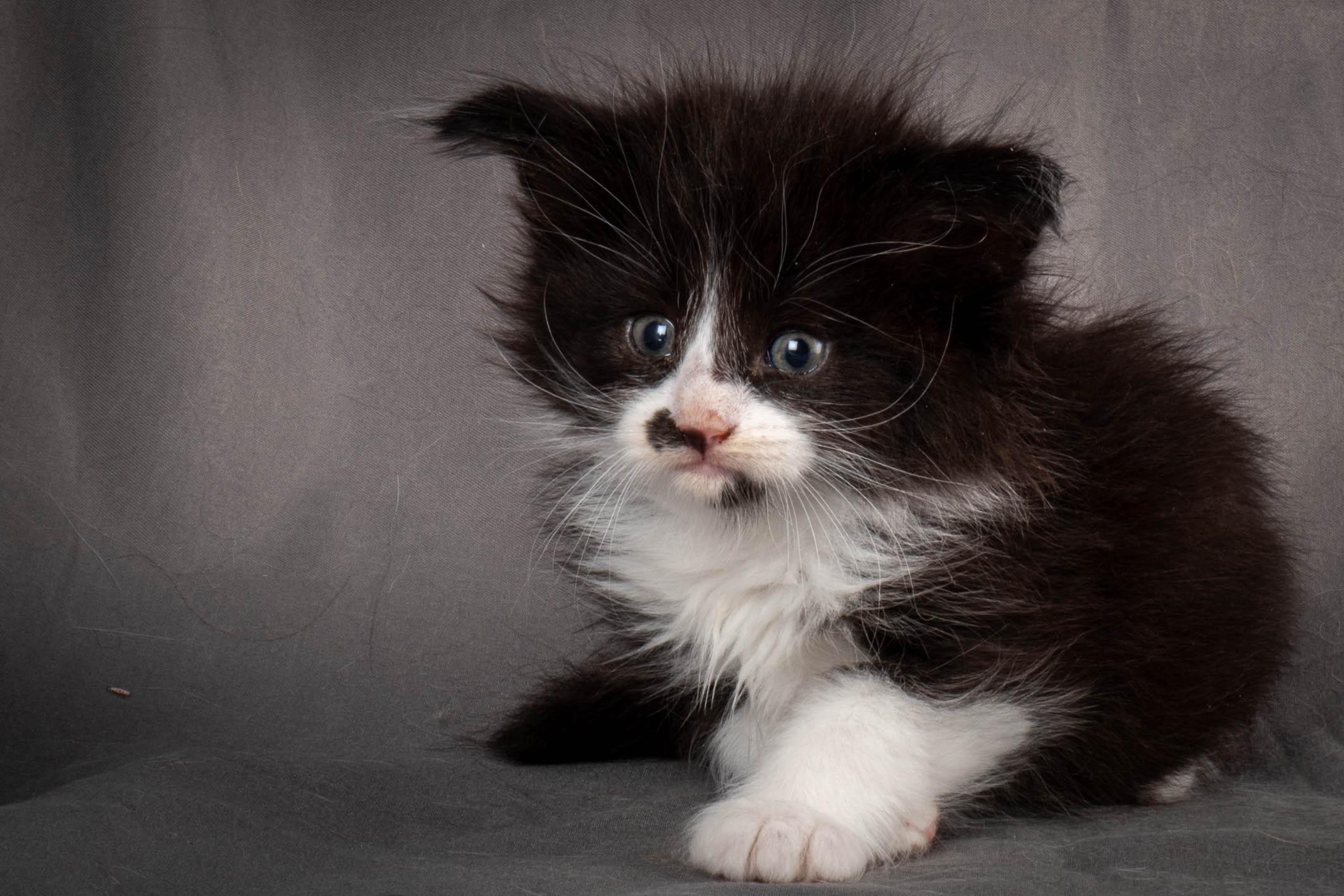 (N)Migoto's Yonna, NFO n 09