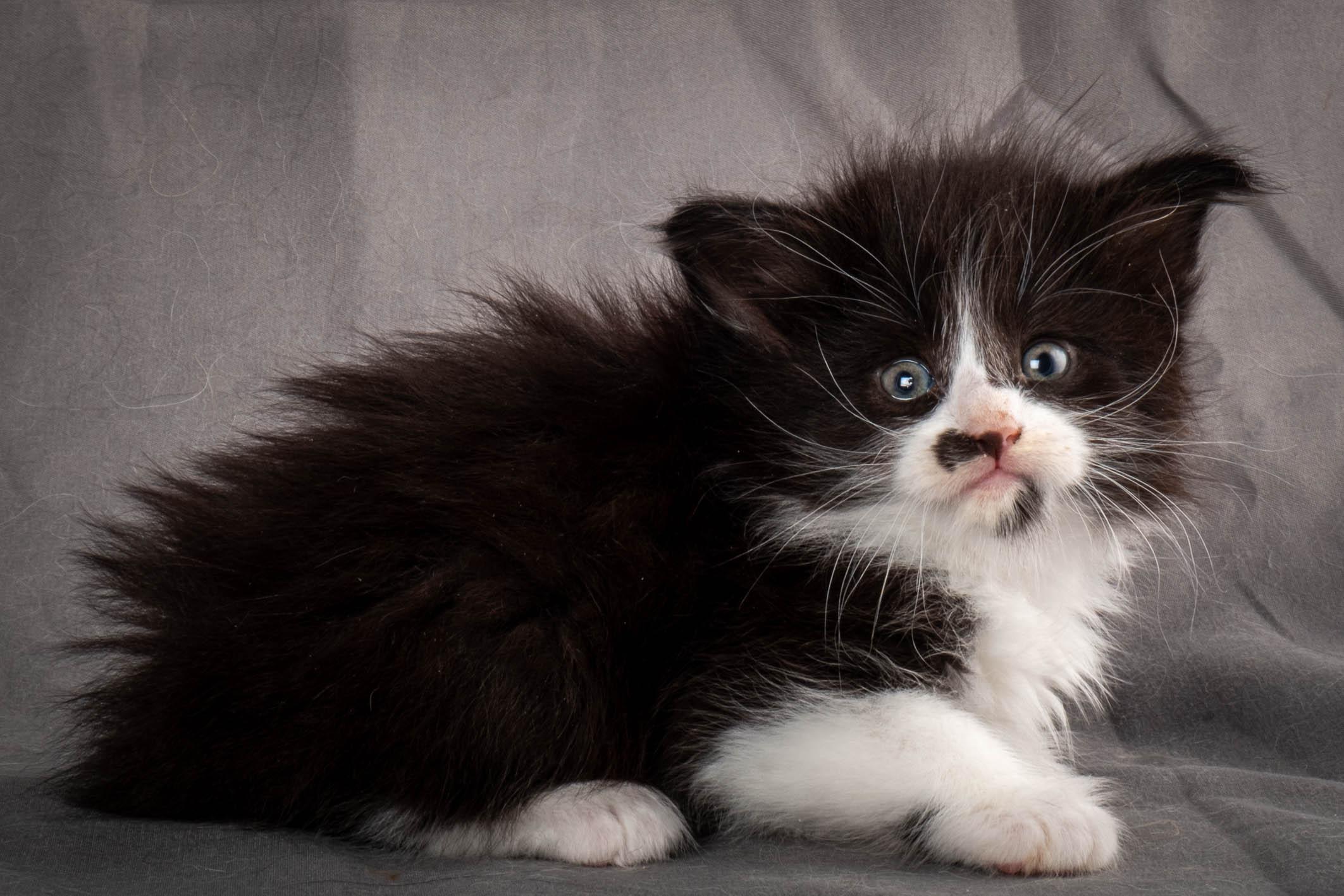 (N)Migoto's Yonna, NFO n 09