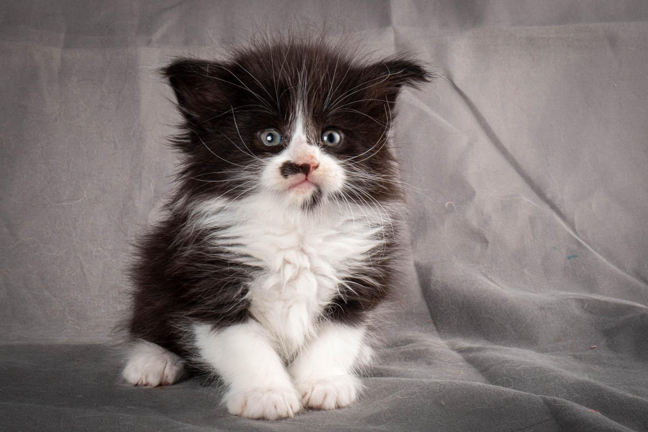 (N)Migoto's Yonna, NFO n 09