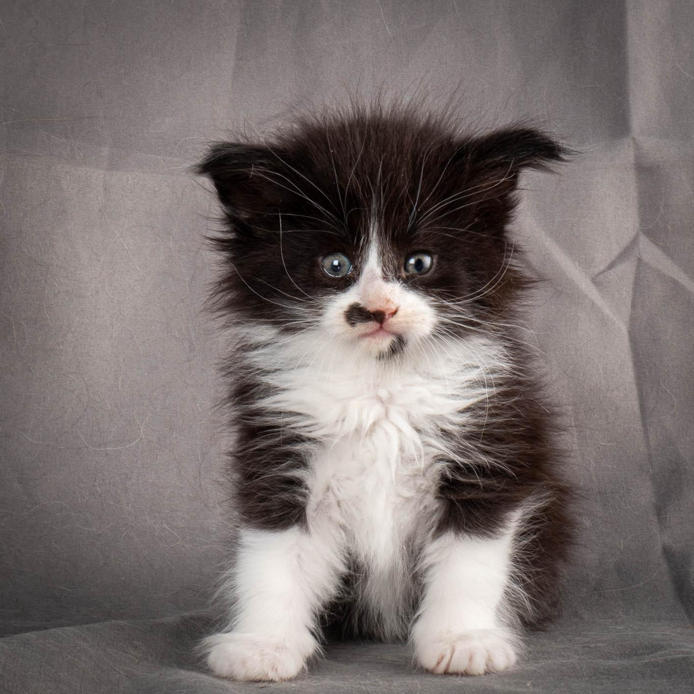 (N)Migoto's Yonna, NFO n 09